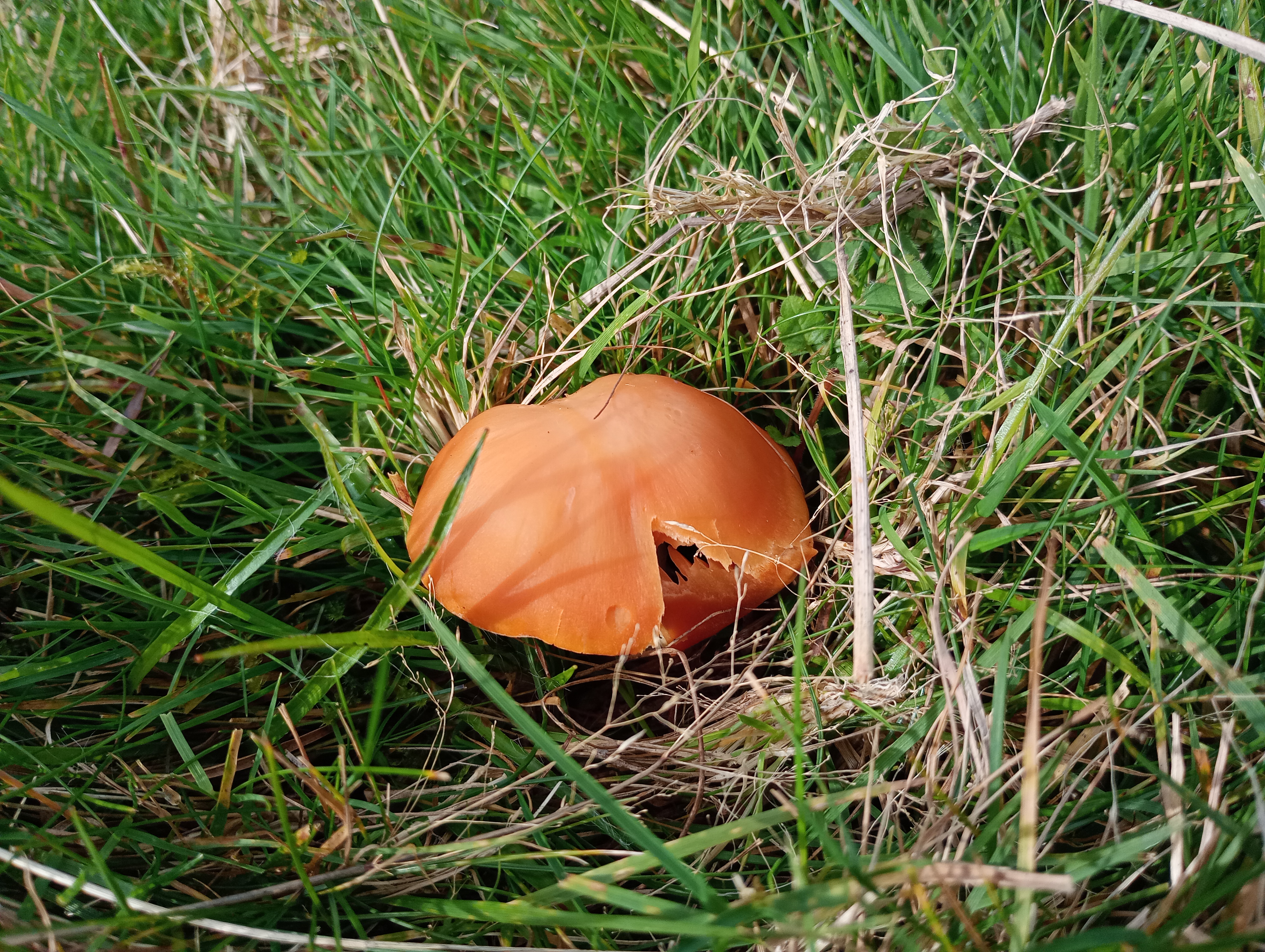 Meadow Waxcaps?, Stainforth, 17th October 2023