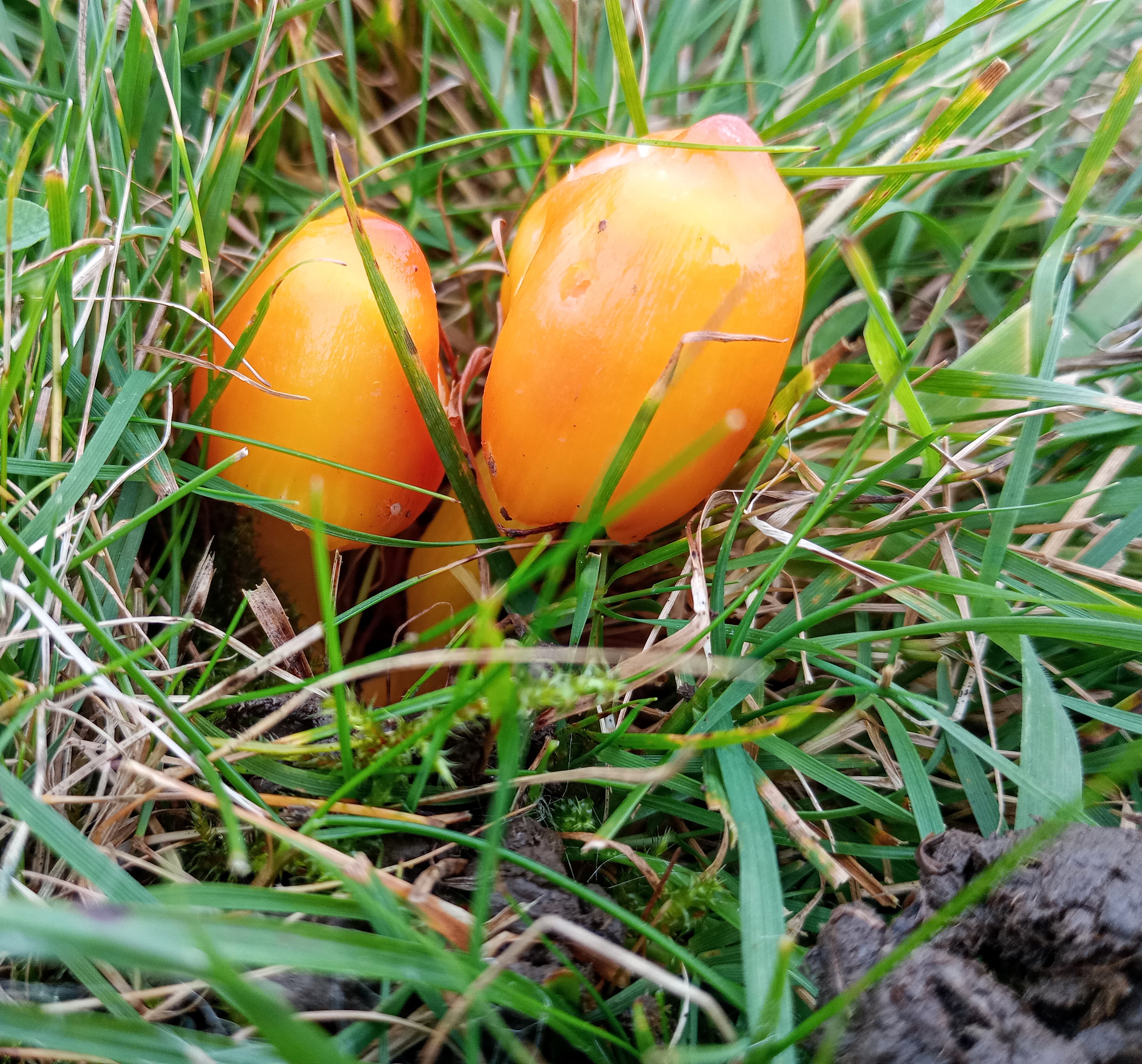 Orange Waxcaps?, Stainforth, 17th October 2023