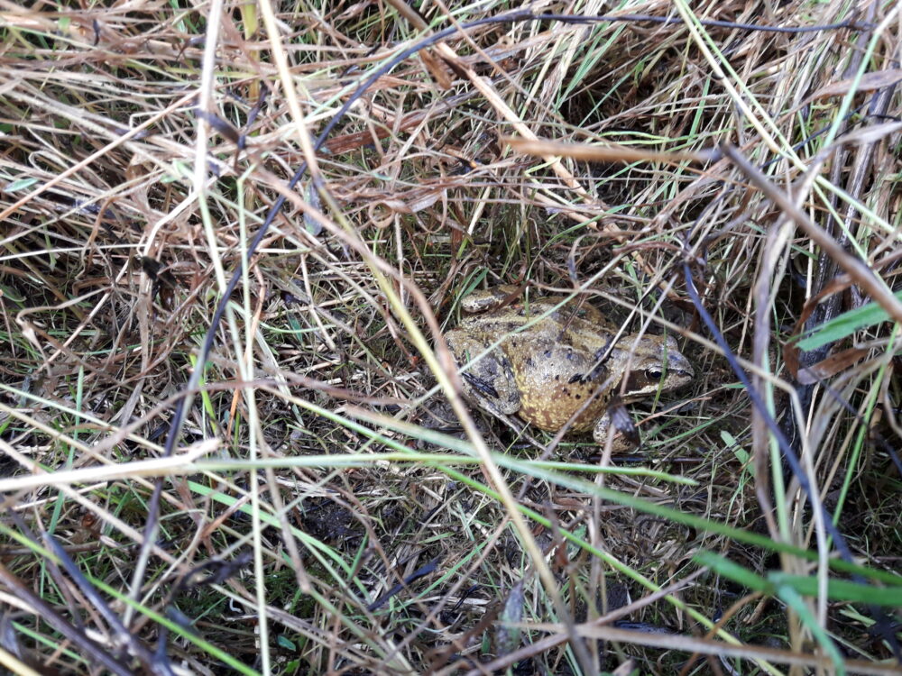 Frog hiding in the grass