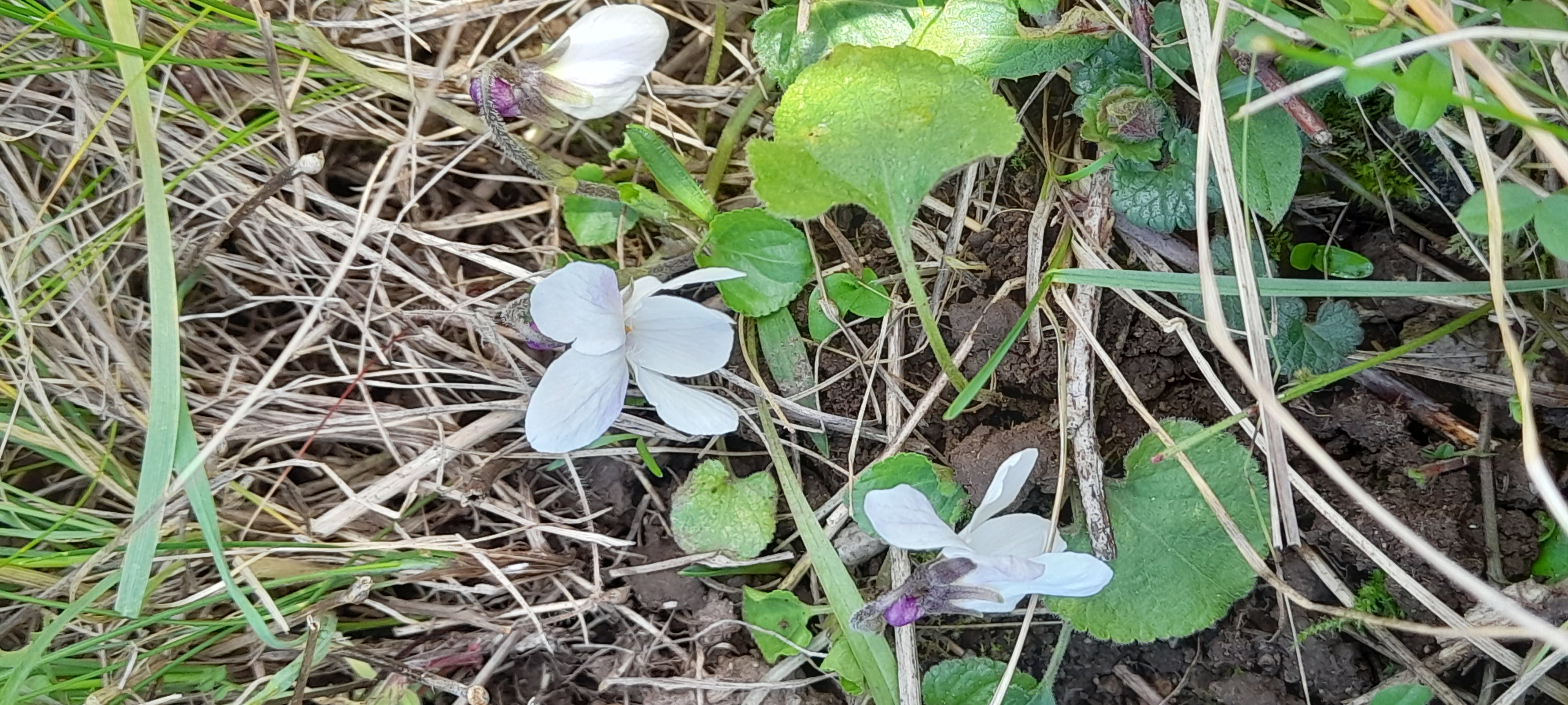 White Sweet Violet, Nosterfield, 7th March 2023