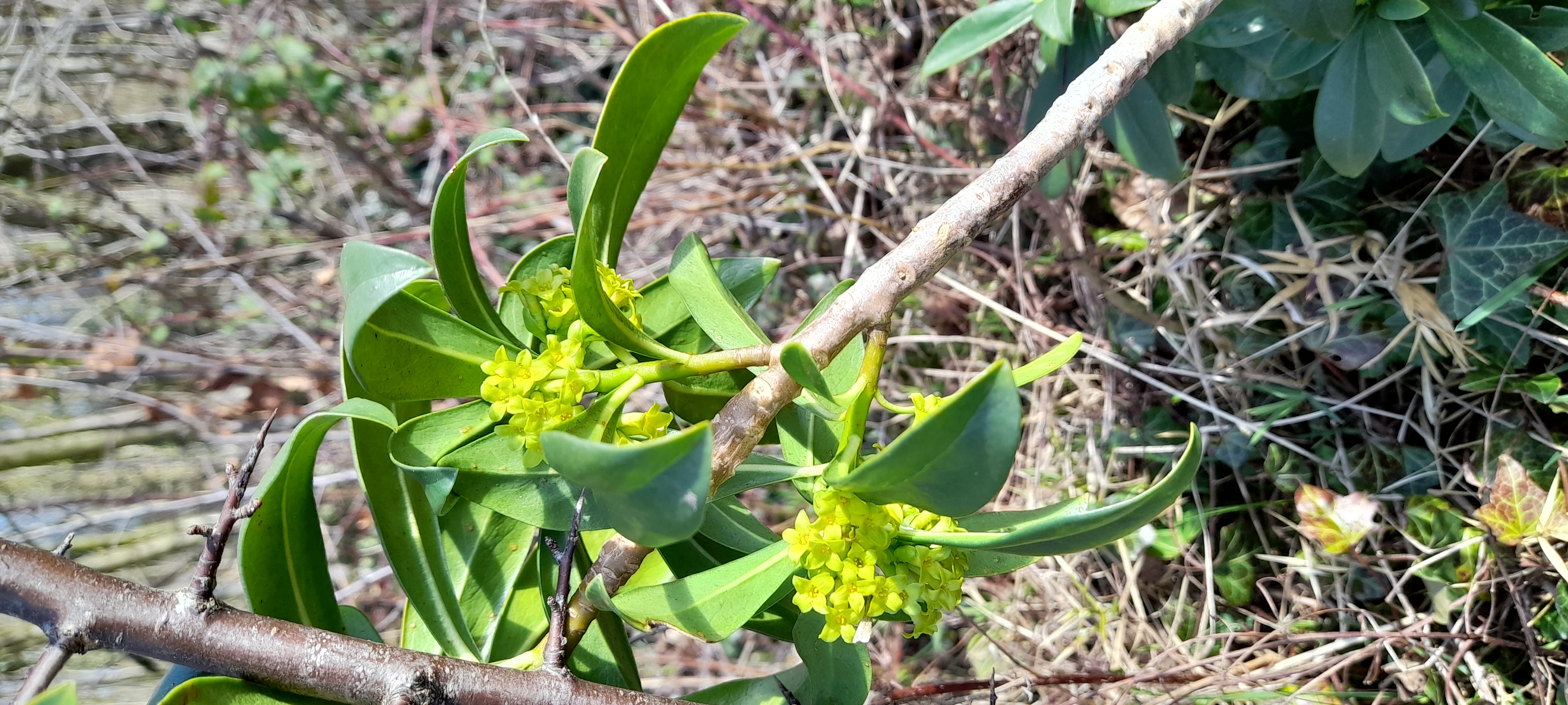 Spurge Laurel, Nosterfield, 7th March 2023