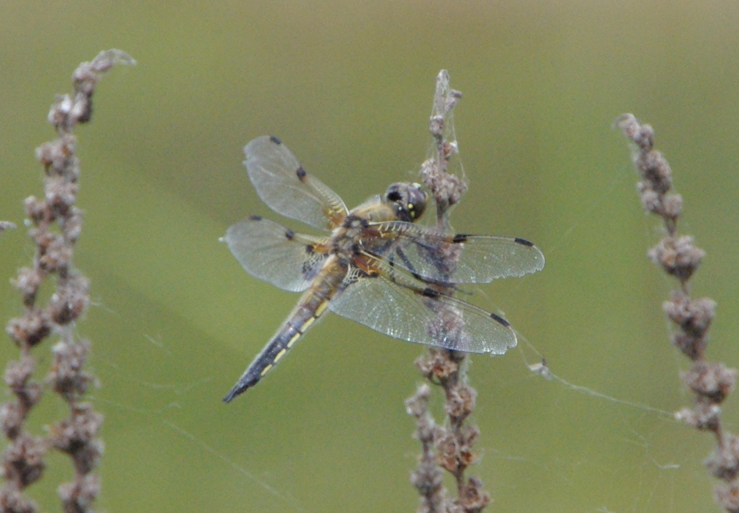 Four Spotted Chaser, Wood Meadow Trust, 13 June 23