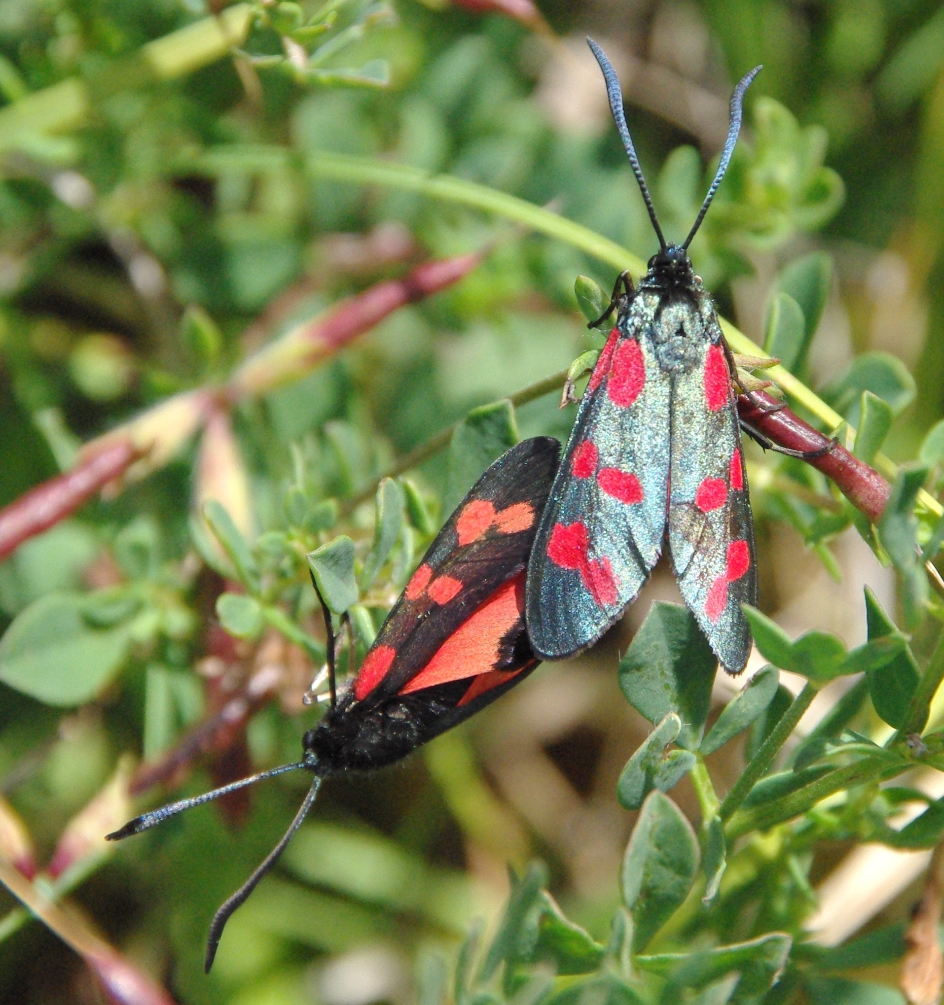 Six-spot Burnet Moth, Nob End, 4 July 23
