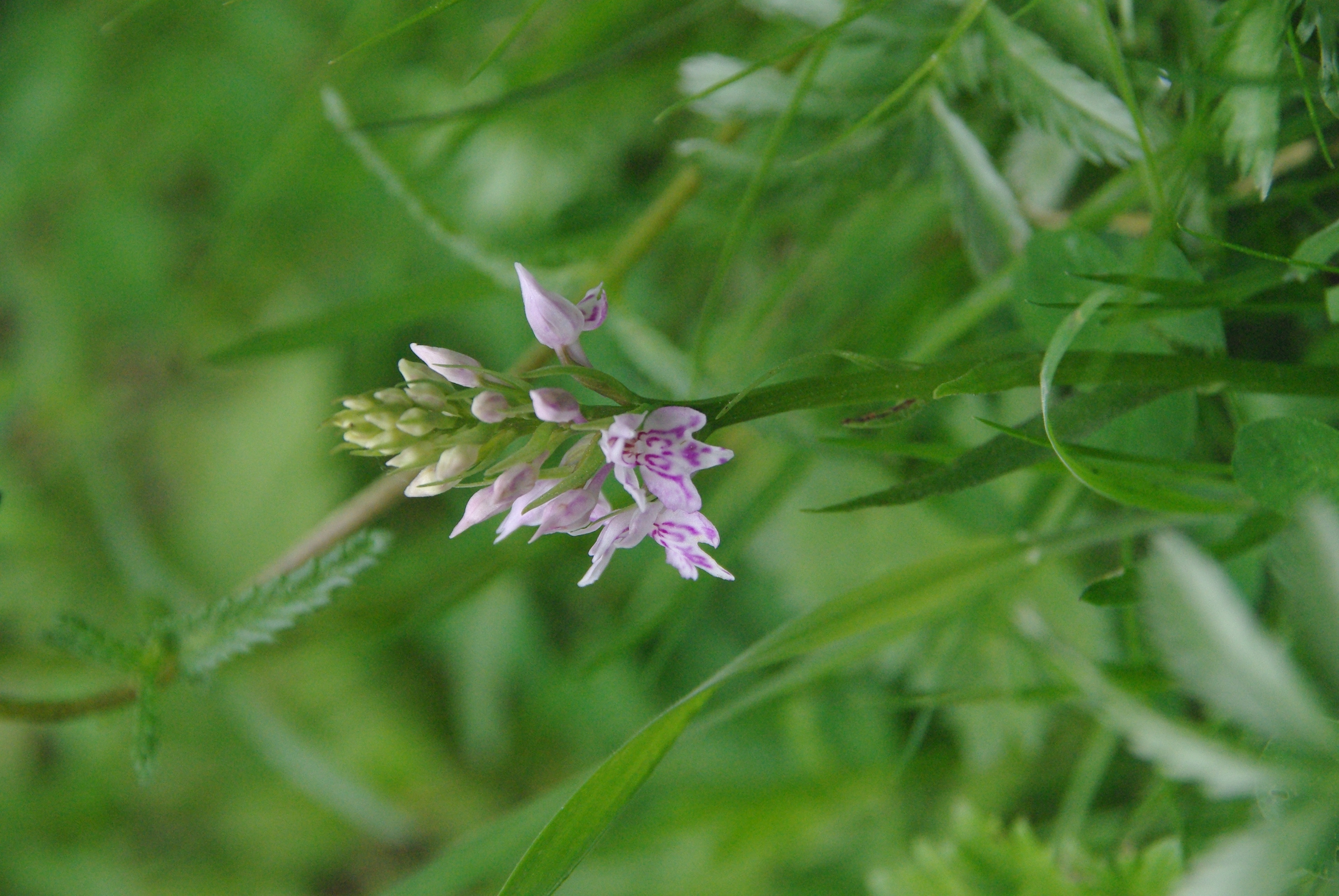 Common Spotted Orchid, Allerthorpe Common, 6 June 23