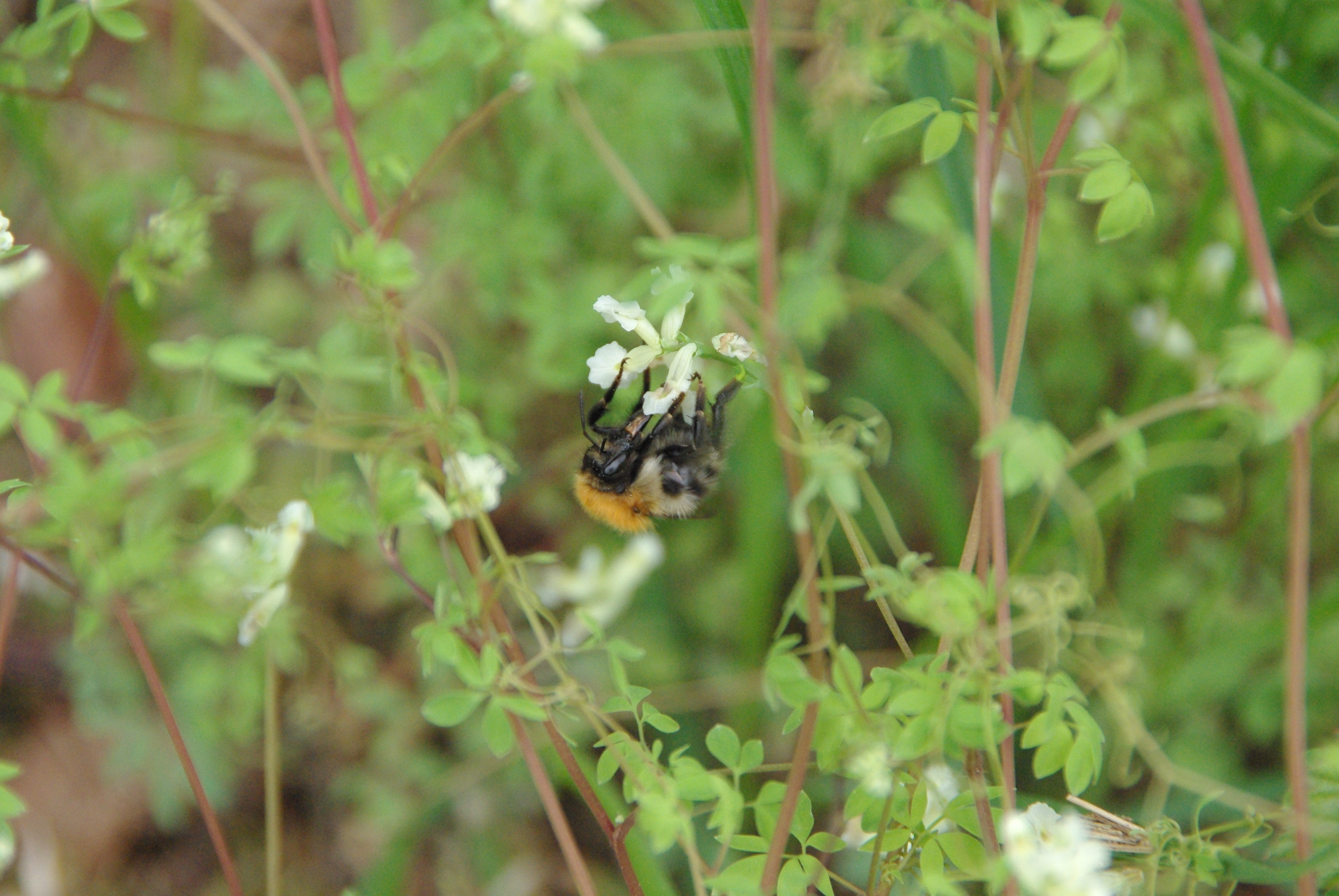Common Carder Bee on Climbing Coryadalis