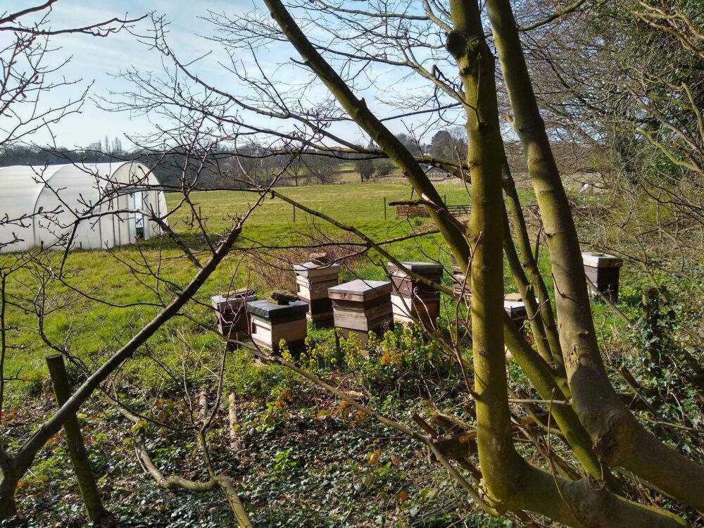 Beehives At Priestley Green 24th March