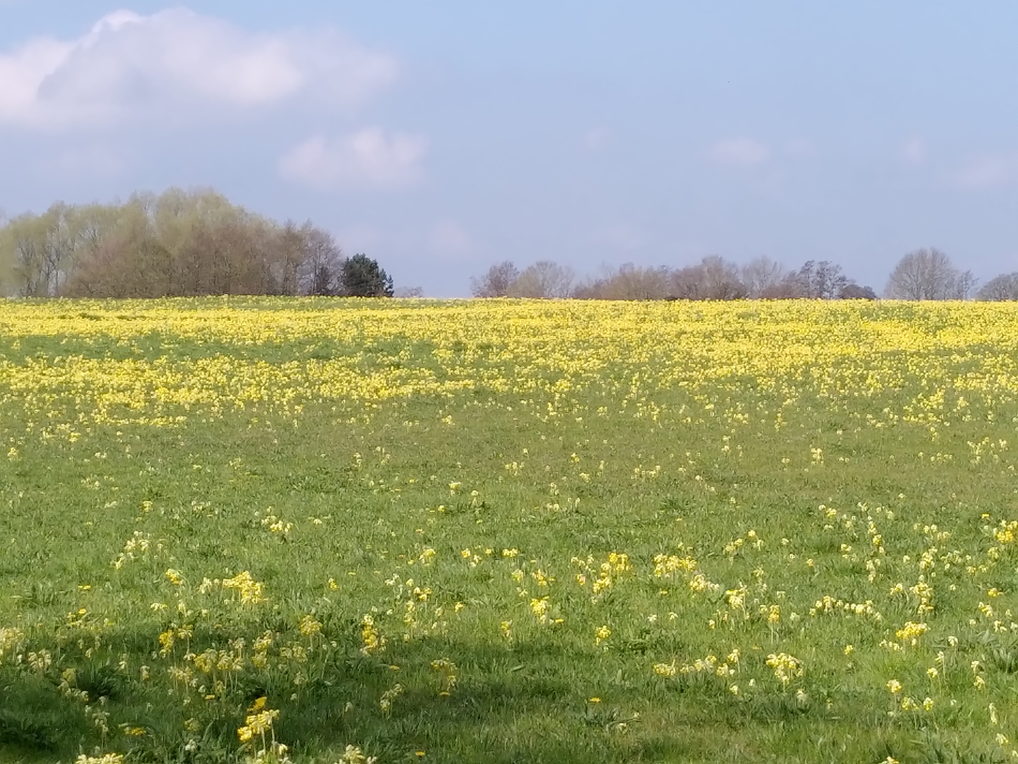 Swathes of Cowslips