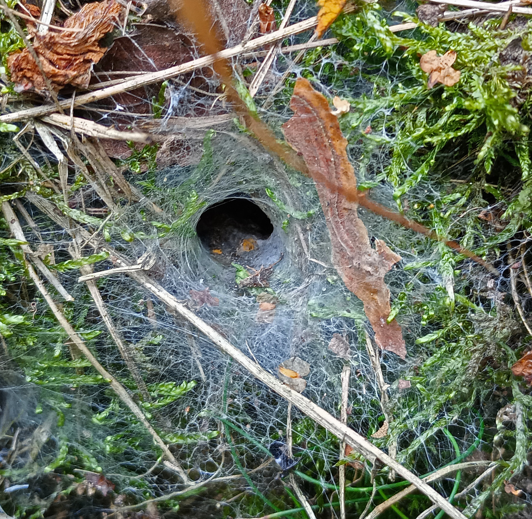 Labyrinth Spider Hole?, Otley Chevin, 22nd August 2023
