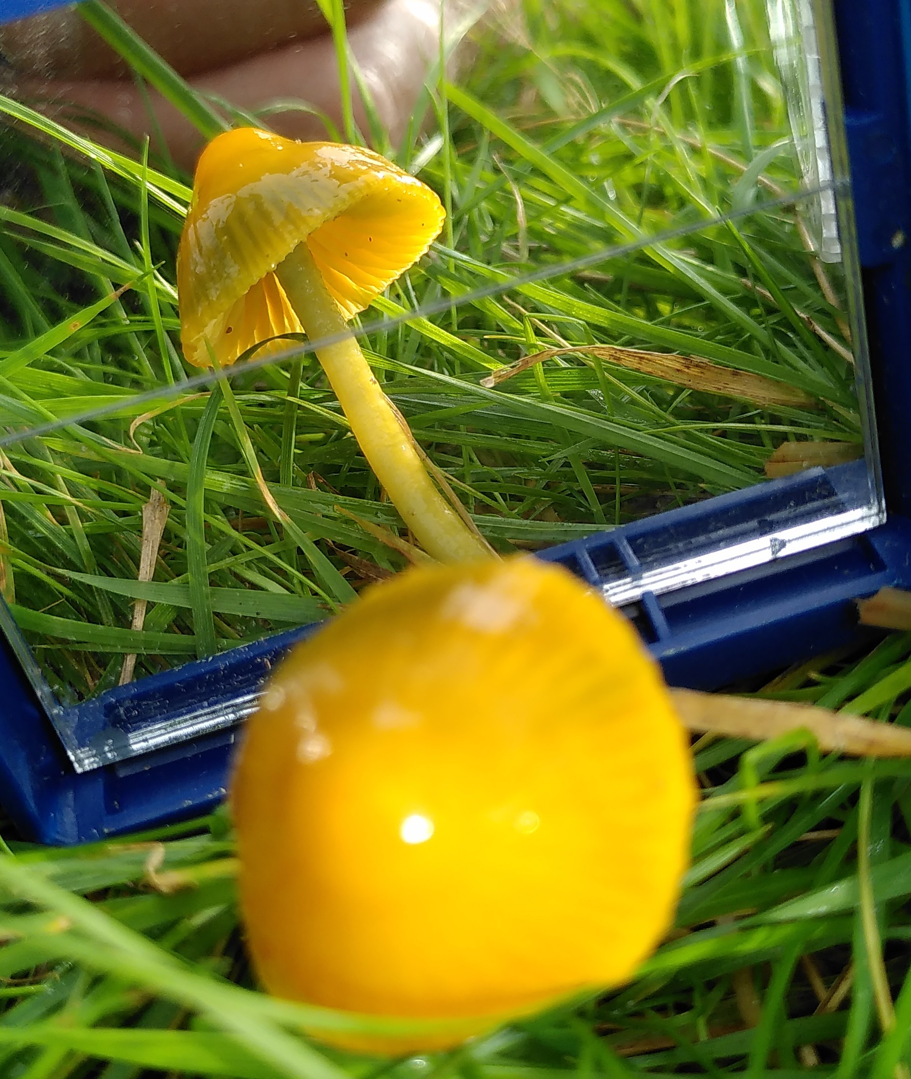 Parrot Waxcap(?), Stainforth, 17 Oct 23