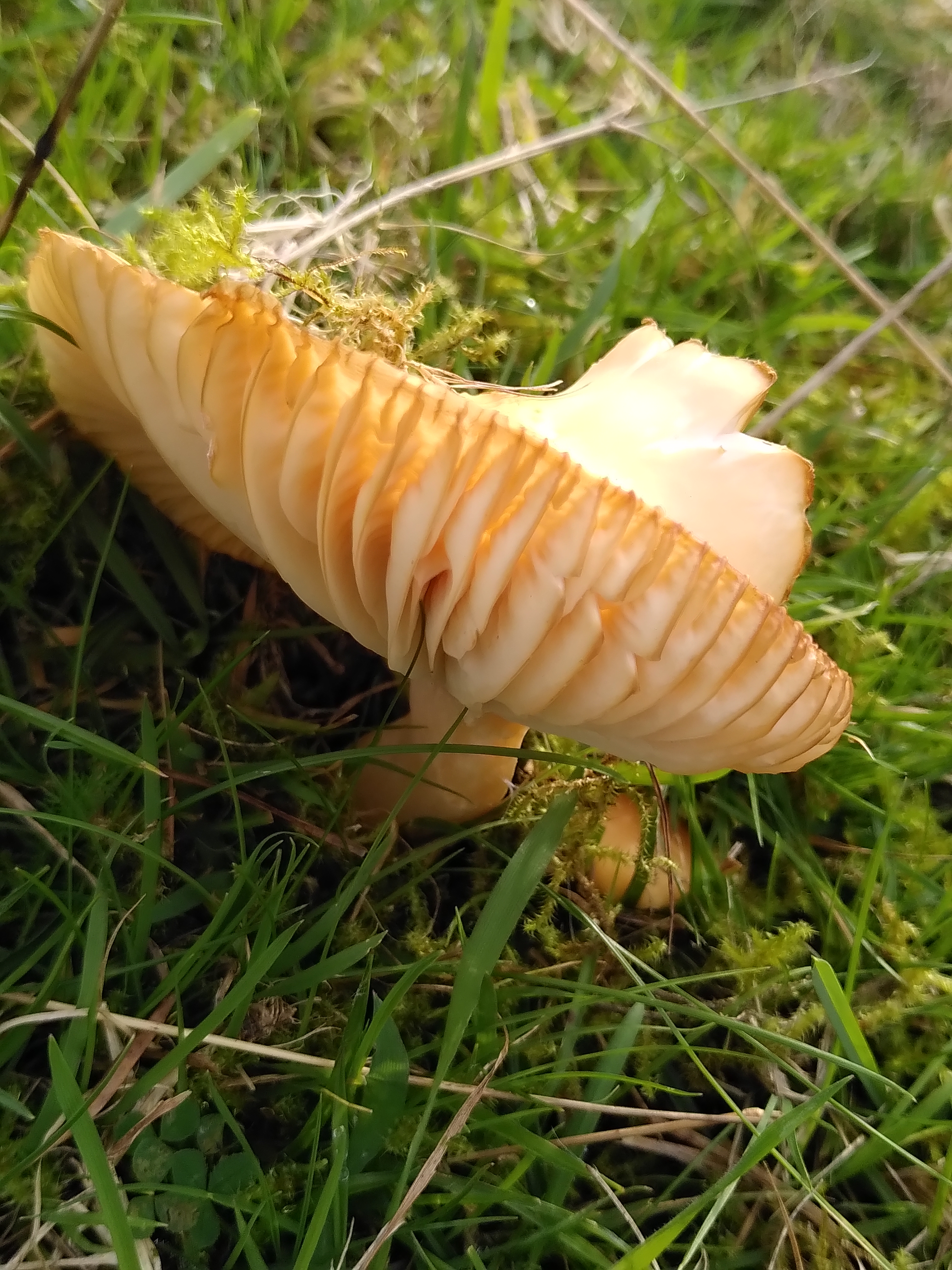 Meadow Waxcap, Stainforth, 17 Oct 23
