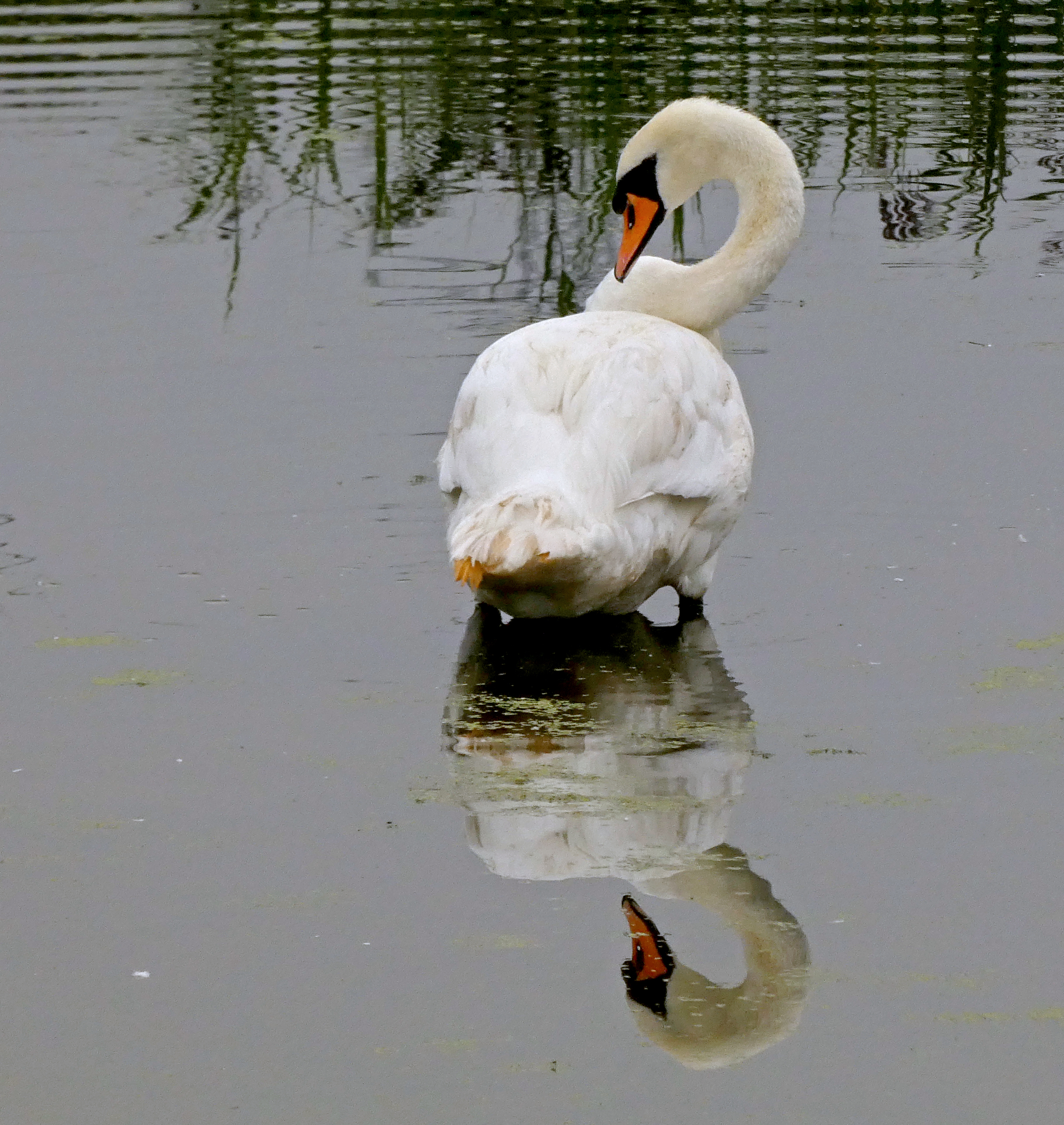 Swan, Rodley Nature Reserve, 6th September 2022