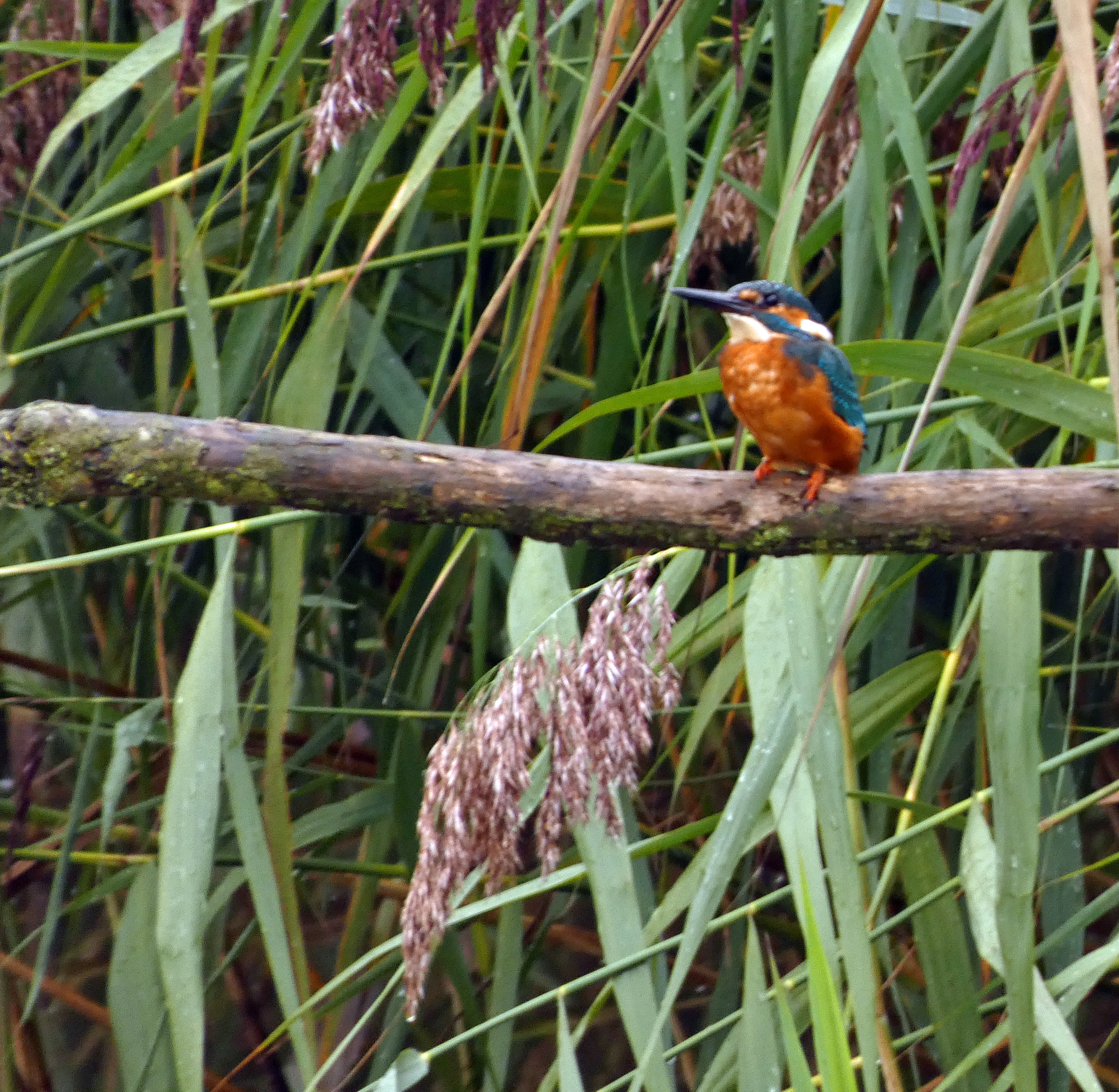 Kingfisher, Rodley Nature Reserve, 6th September 2022