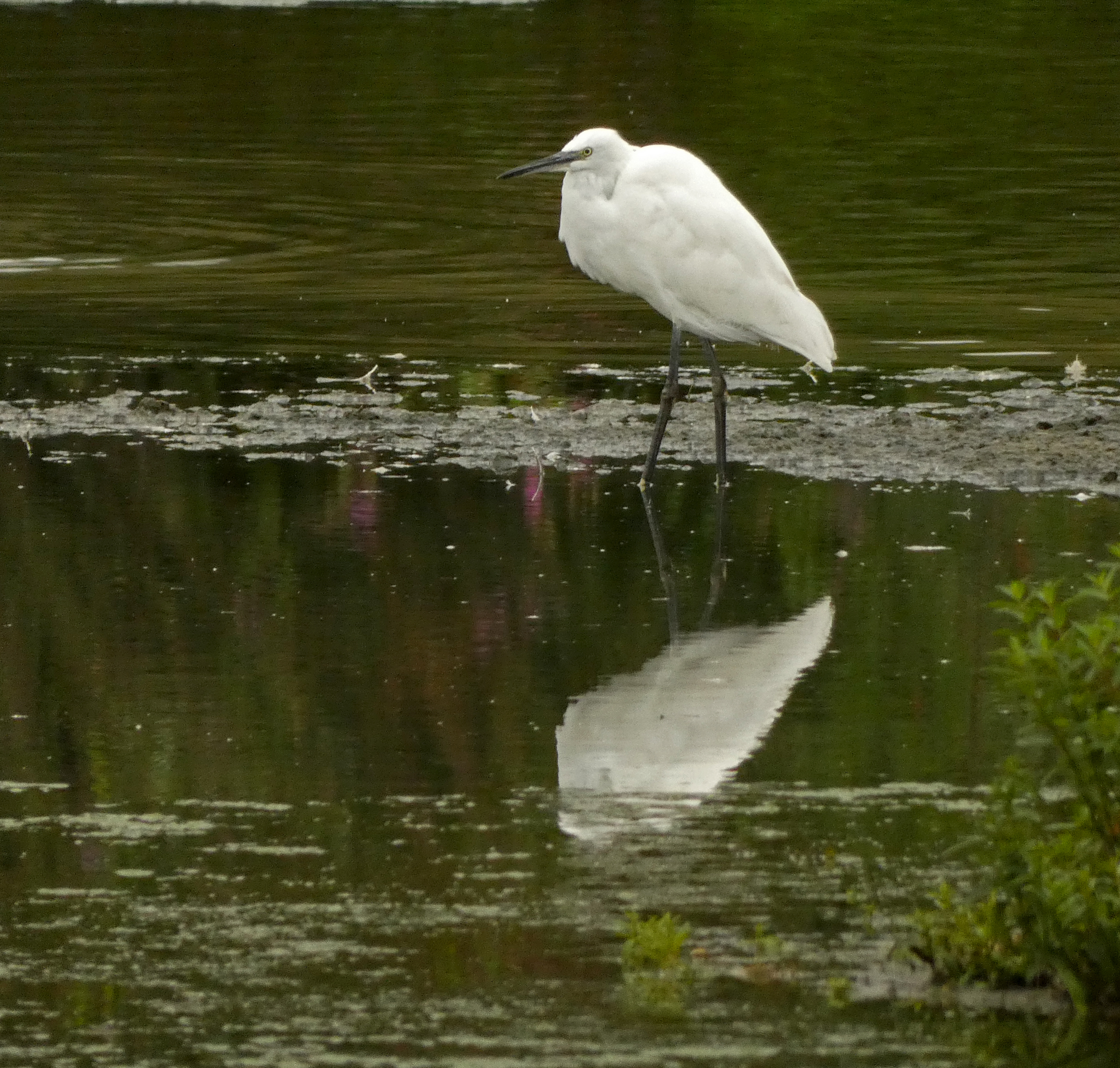 Little Egret, Rodley Nature Reserve, 6th September 2022