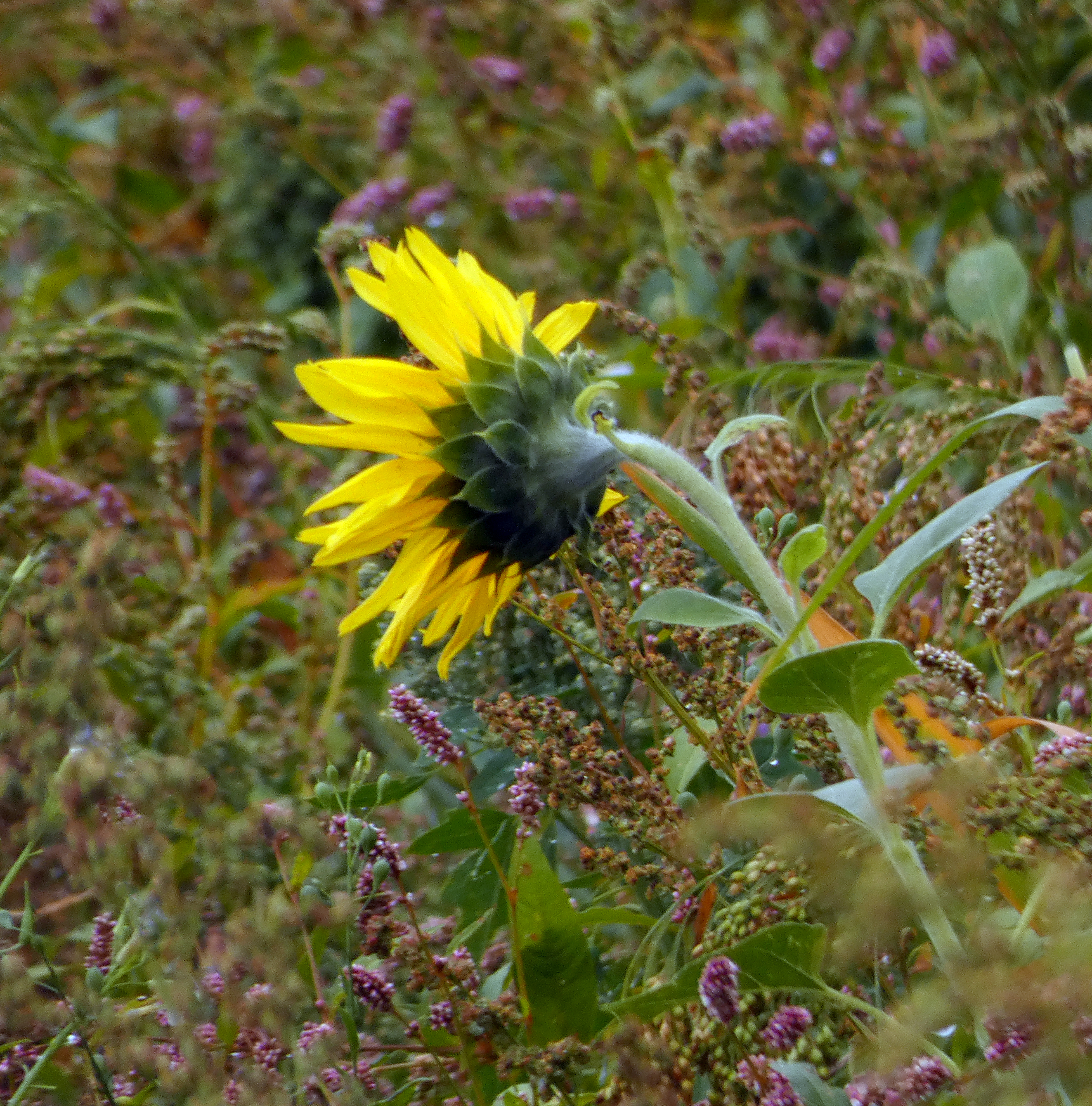 Sunflower, Rodley Nature Reserve, 6th September 2022
