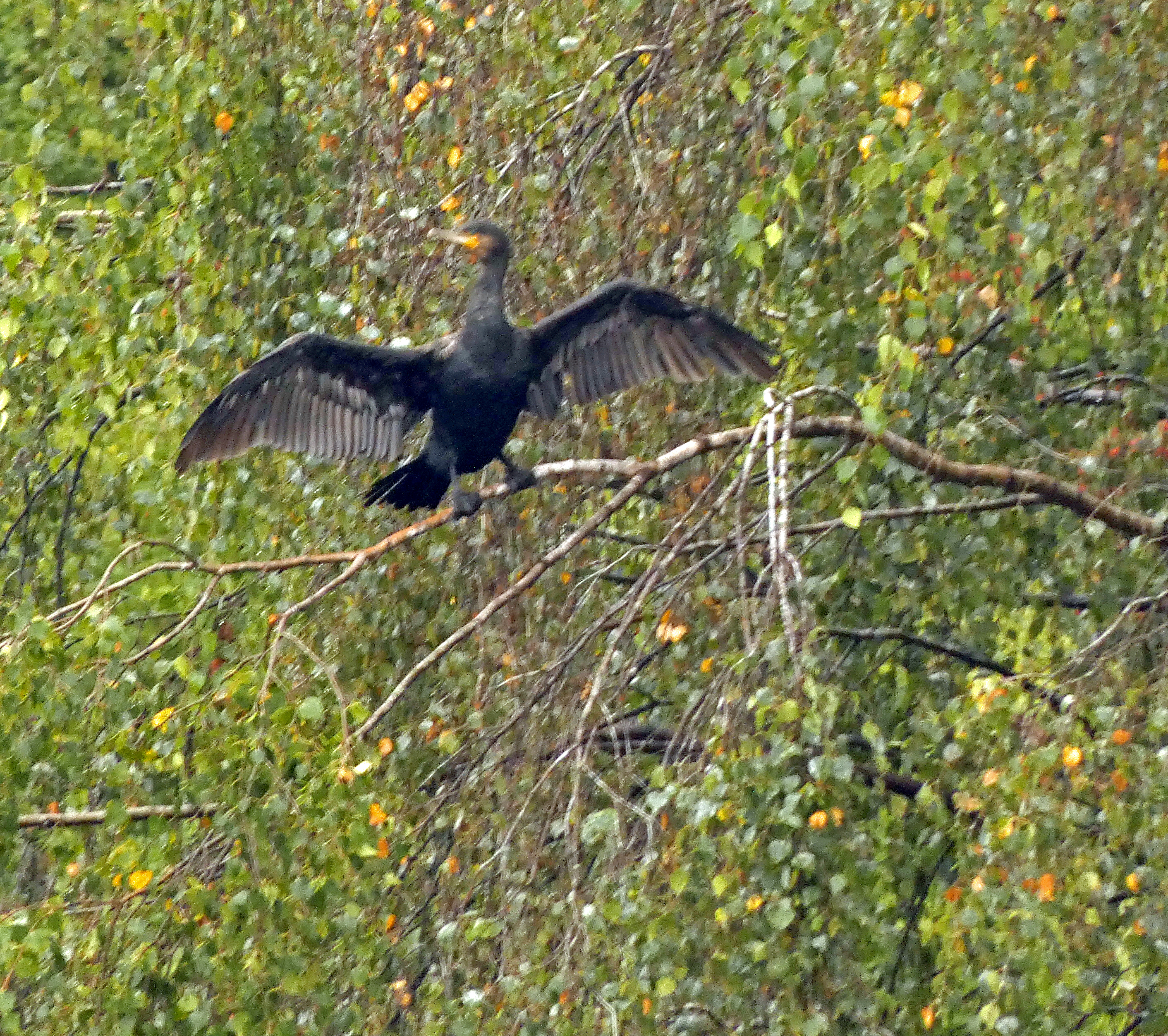 Cormorant Doing An Angel Of The North Impression, Rodley Nature Reserve, 6th Septmeber 2022