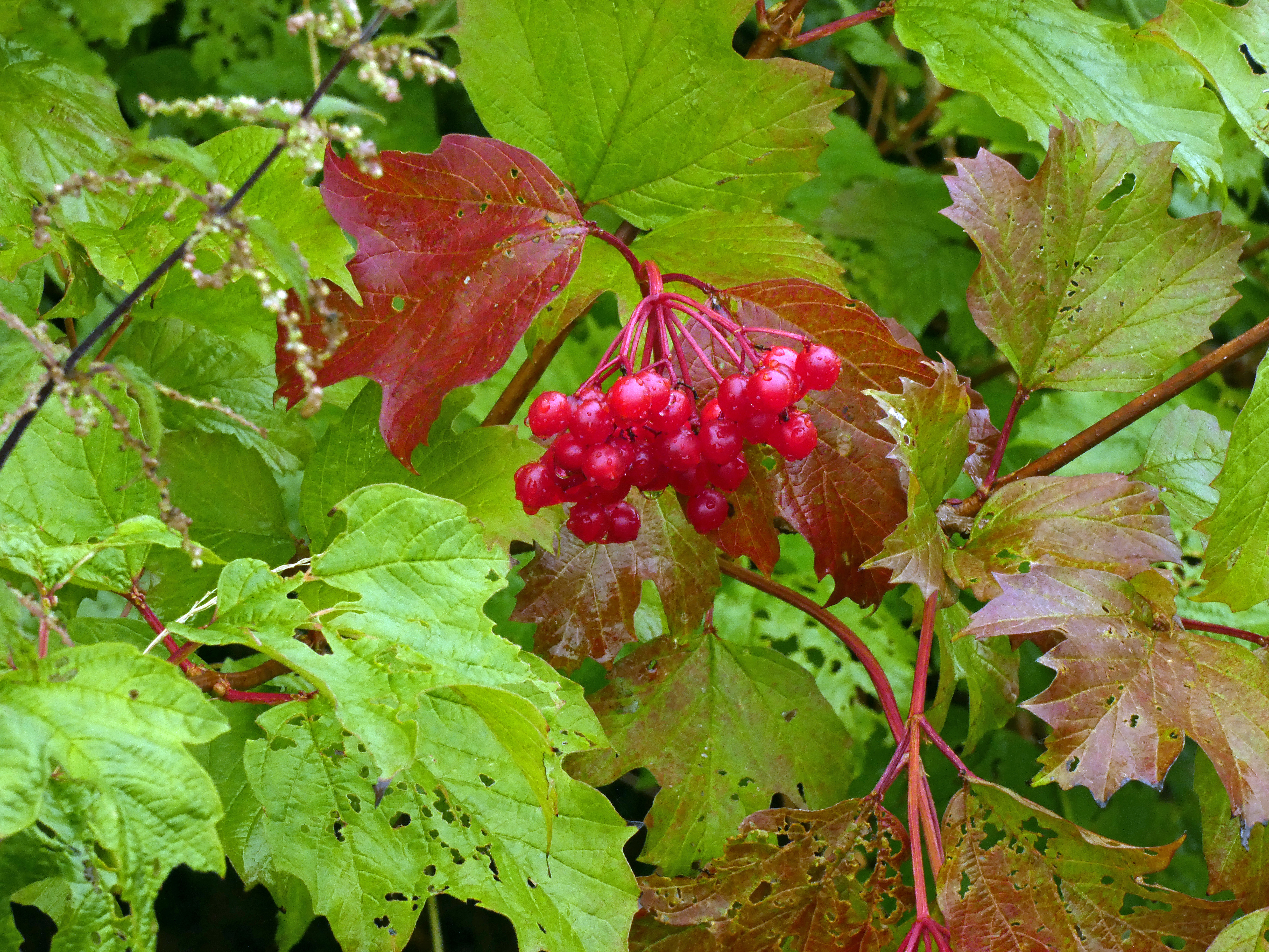 Guelder Rose Berries, Rodley Nature Reserve, 6th September 2022