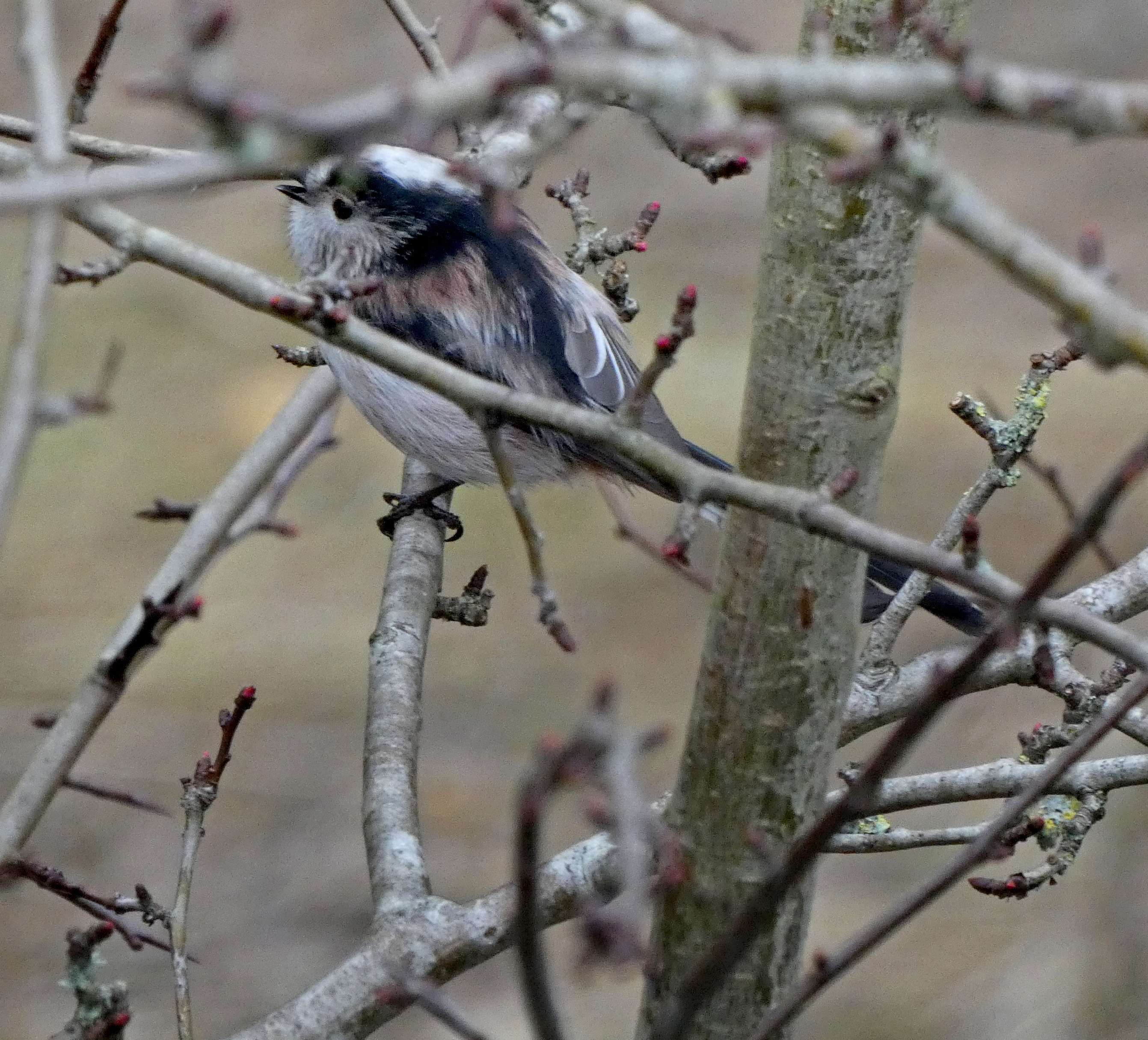 Long-Tailed Tit, Saltaire Canal and River, 7th February 2023