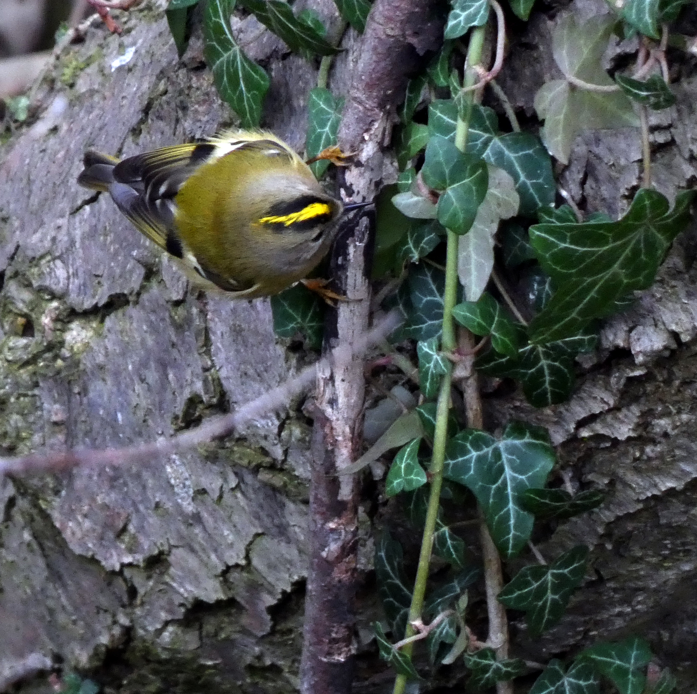 Goldcrest, Saltaire Canal and River, 7th February 2023