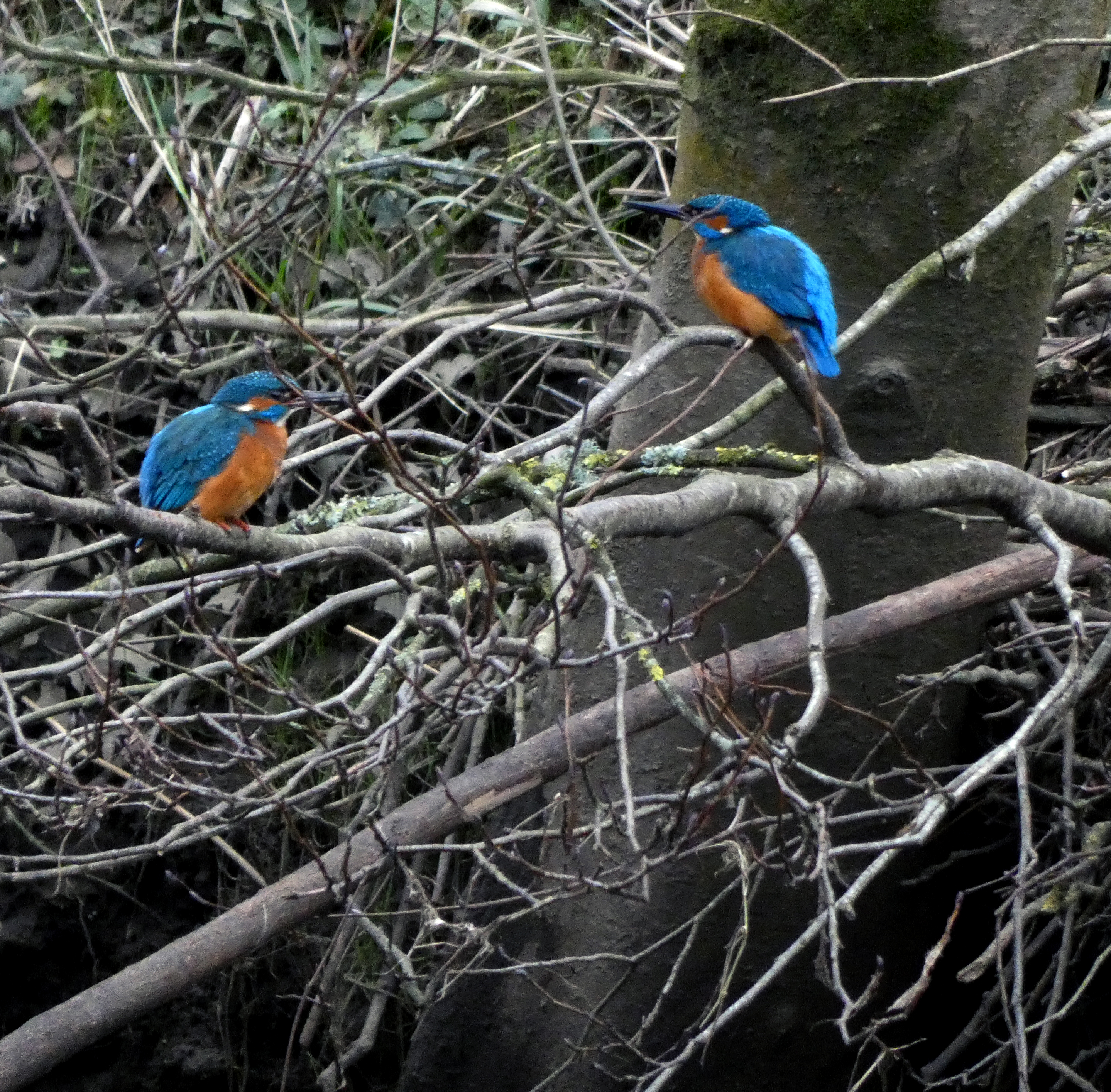 Two Kingfishers on The River Aire, Saltaire canal and River, 7th February 2023