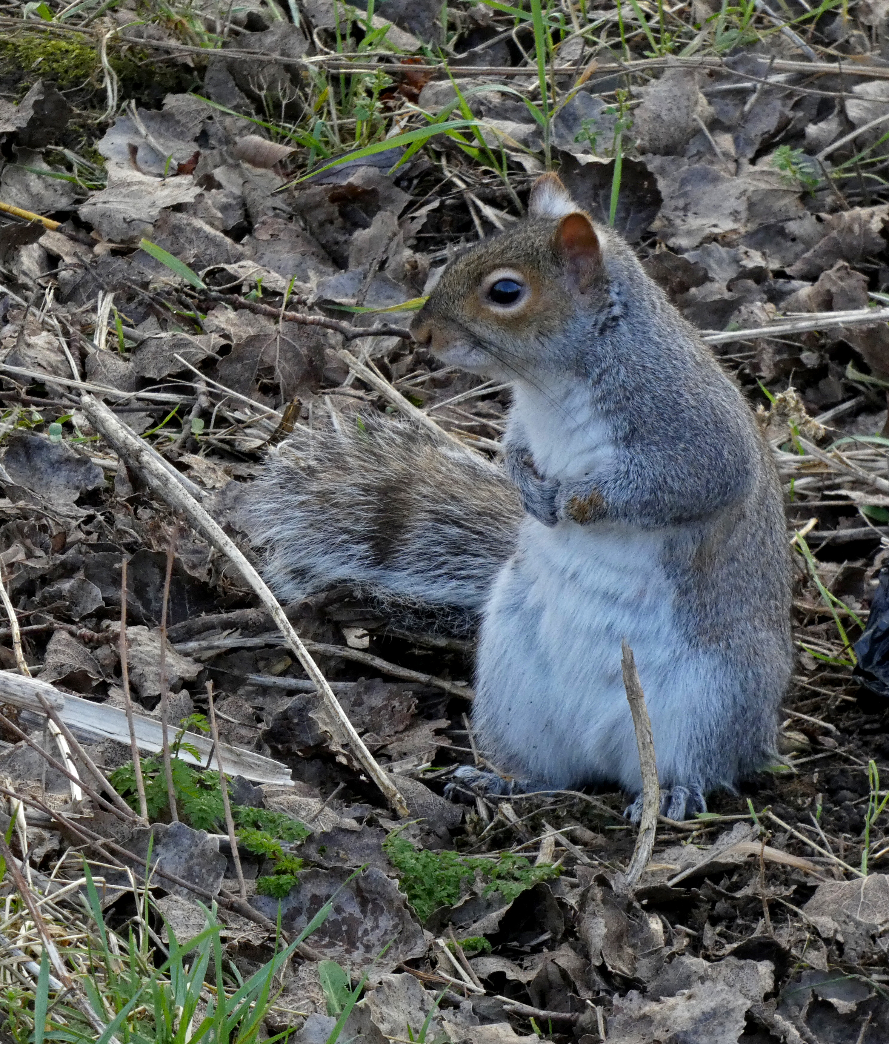A Tame Squirrel In Saltaire, Saltaire Canal and River, 7th February 2023