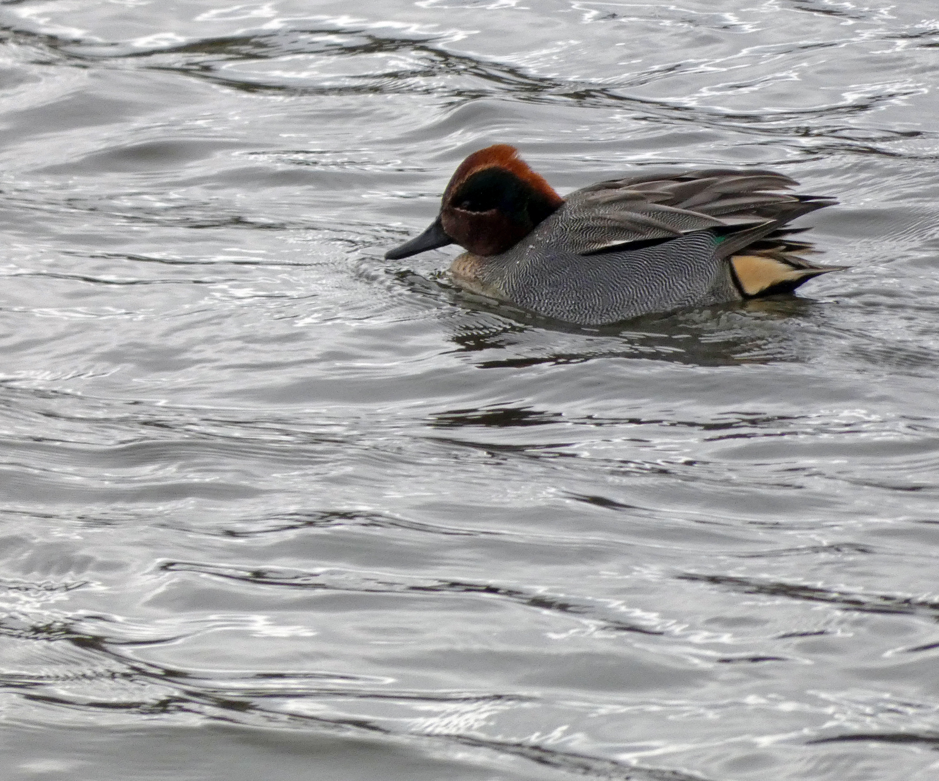 Teal, Old Moor, 21st February 2023