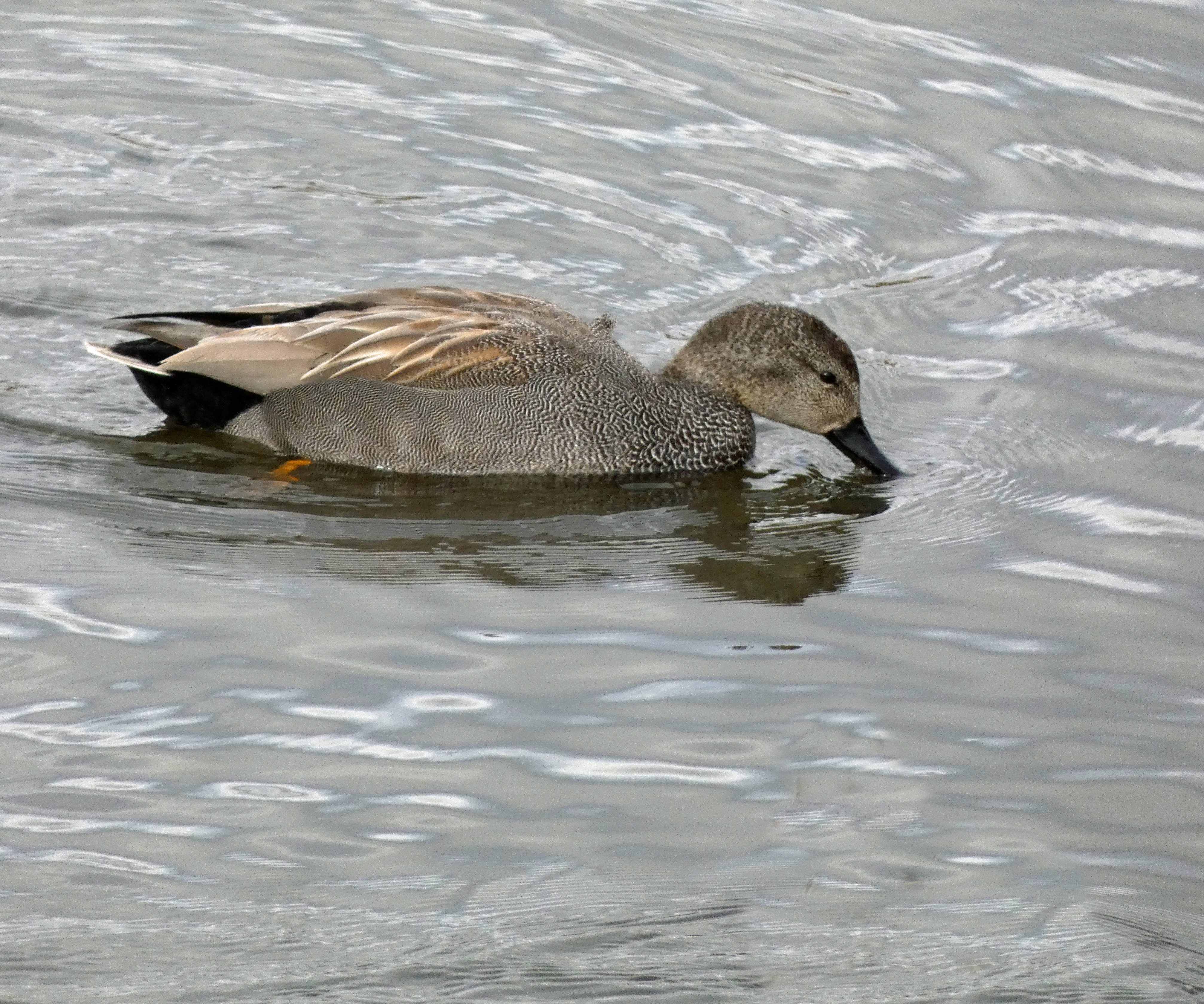 Gadwall, Old Moor, 21st February 2023