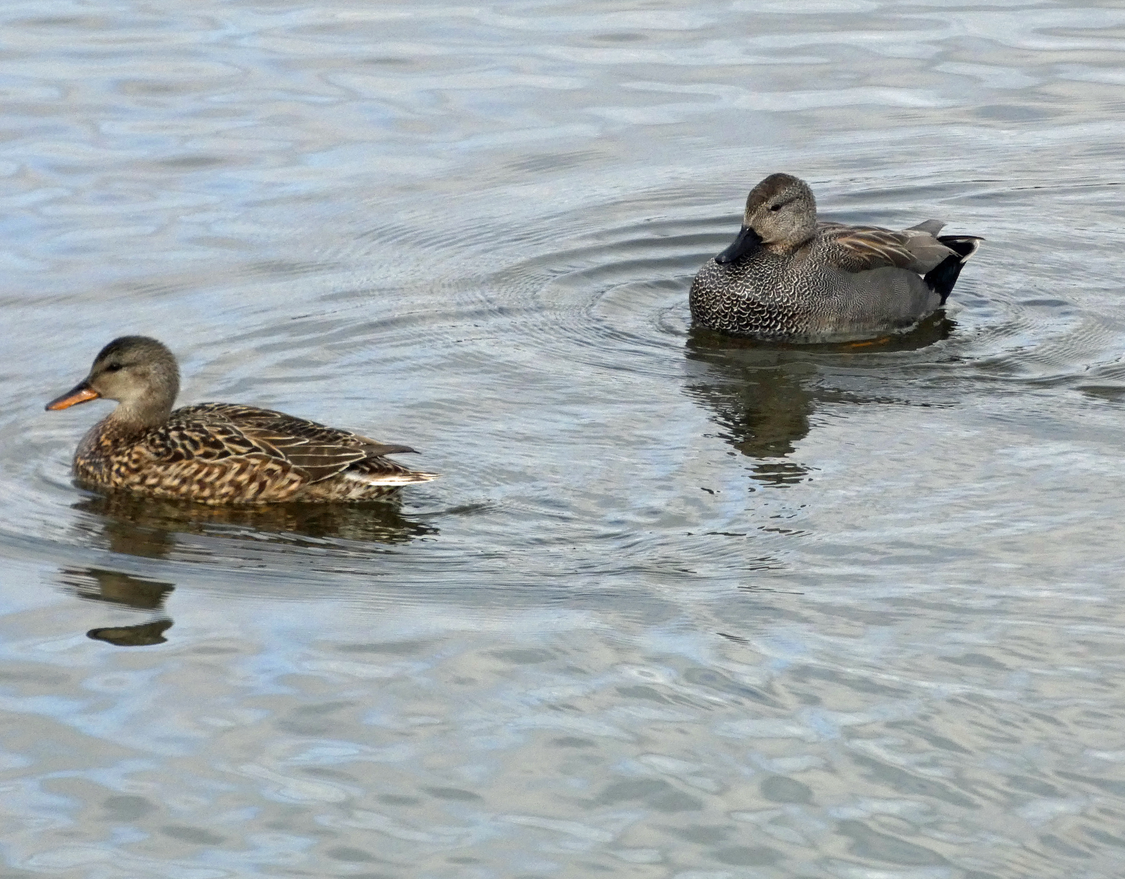 Gadwall, Old Moor, 21st February 2023