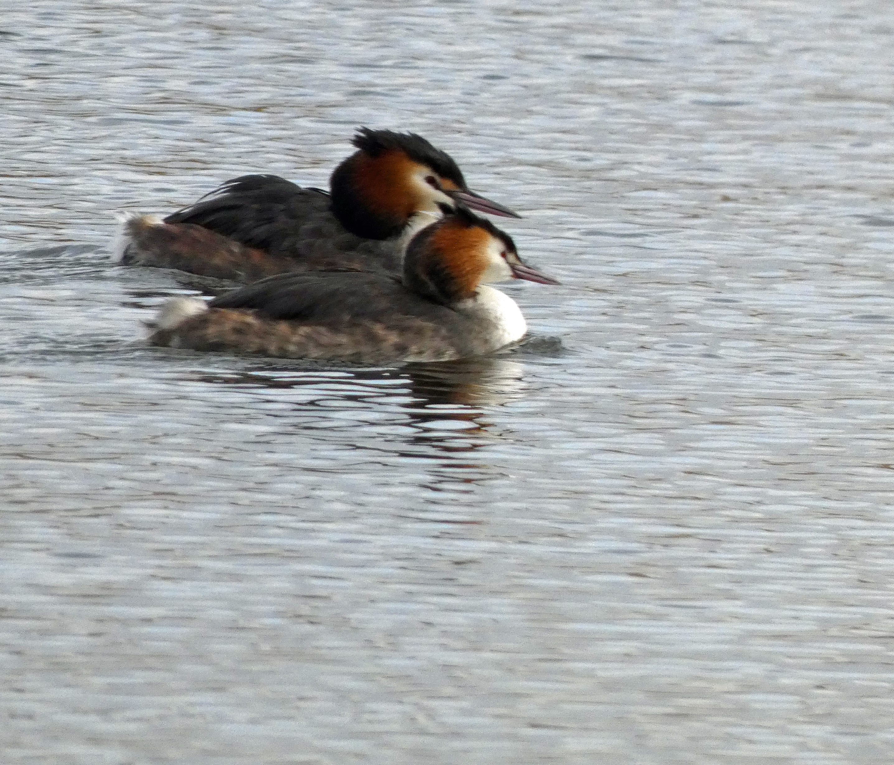 Great Crested Grebe, Old Moor, 21st February 2023
