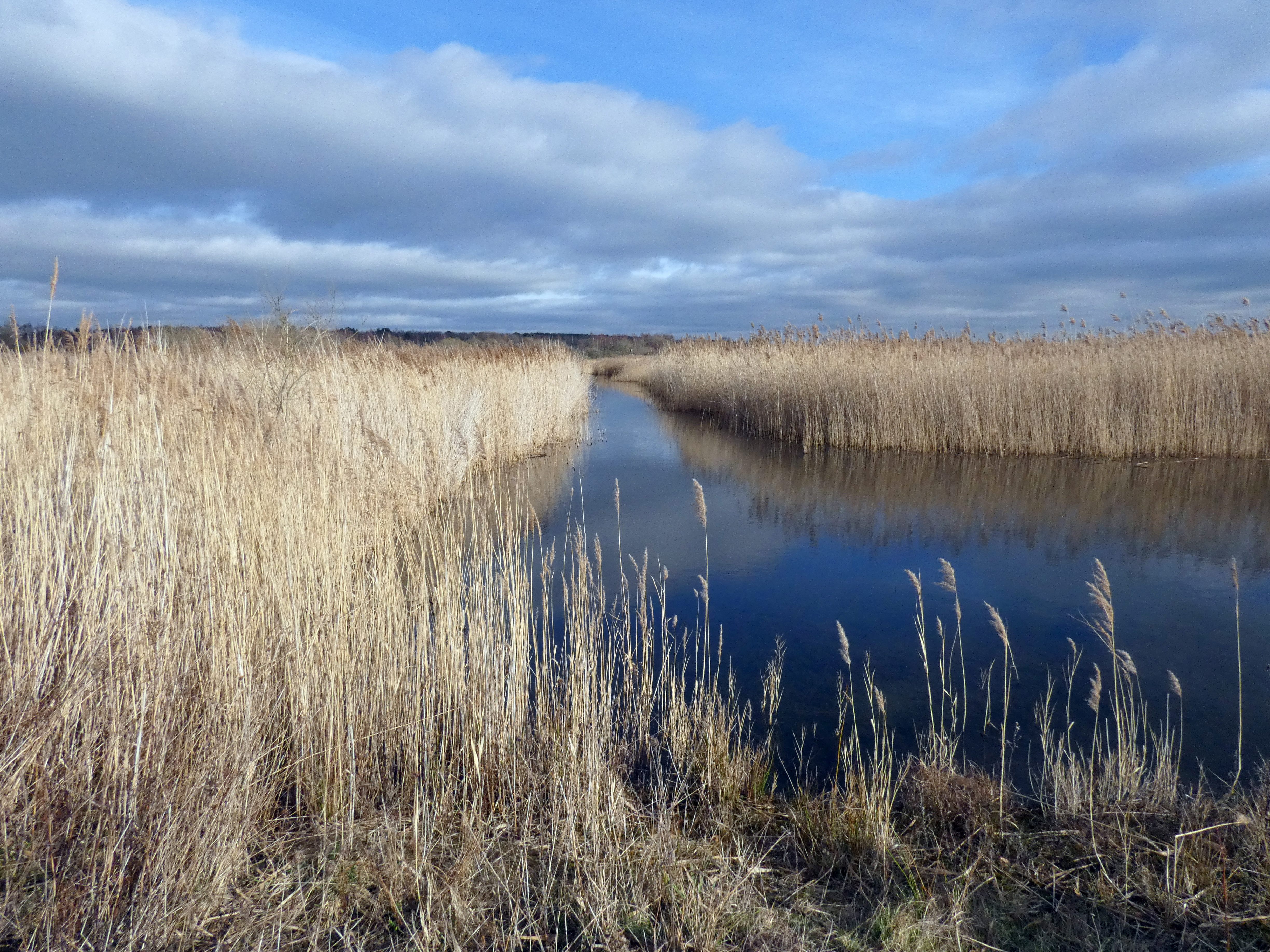 Reed Beds, Old Moor, 21st february 2023