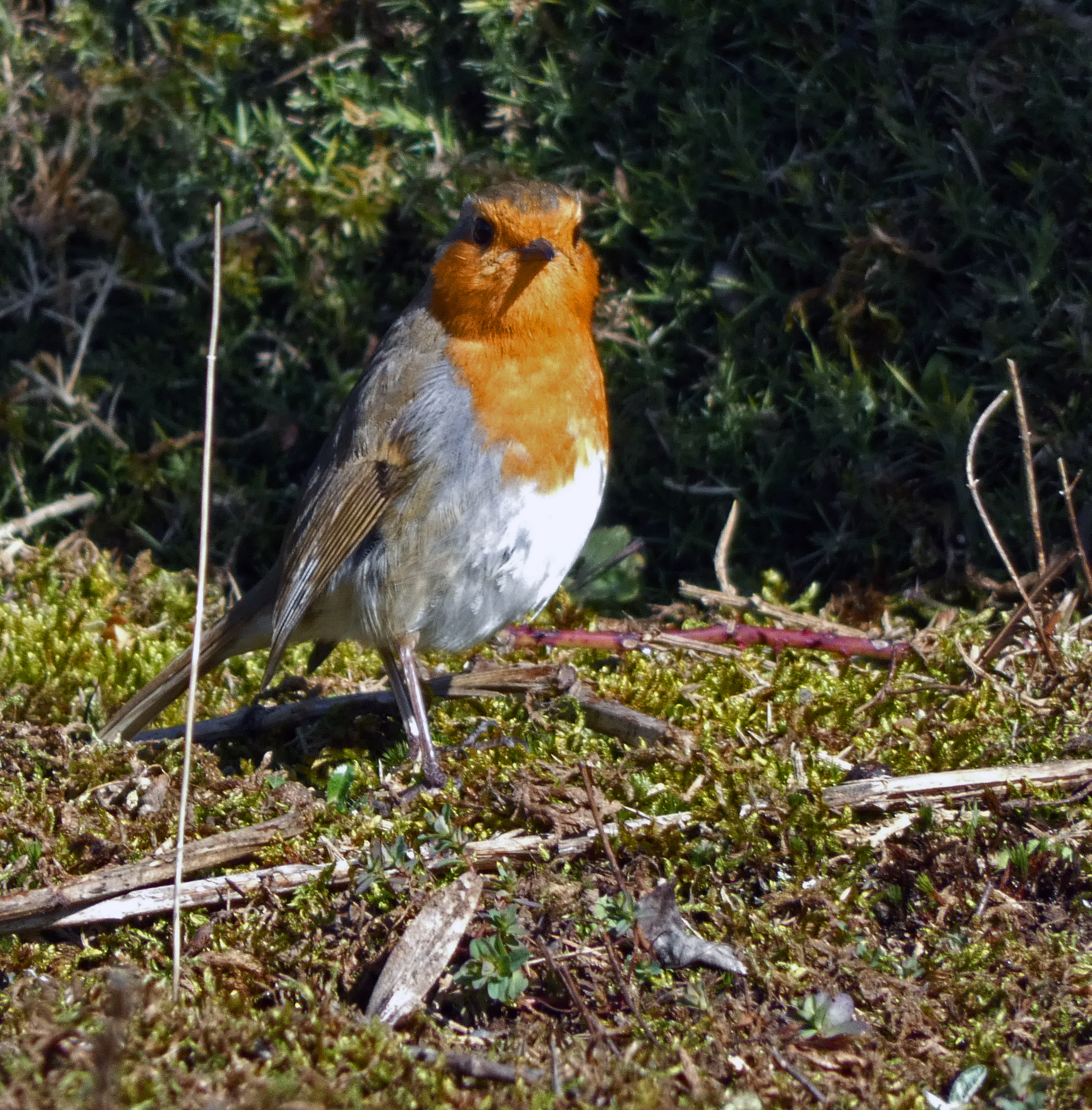 Robin, Nosterfield, 7th March 2023