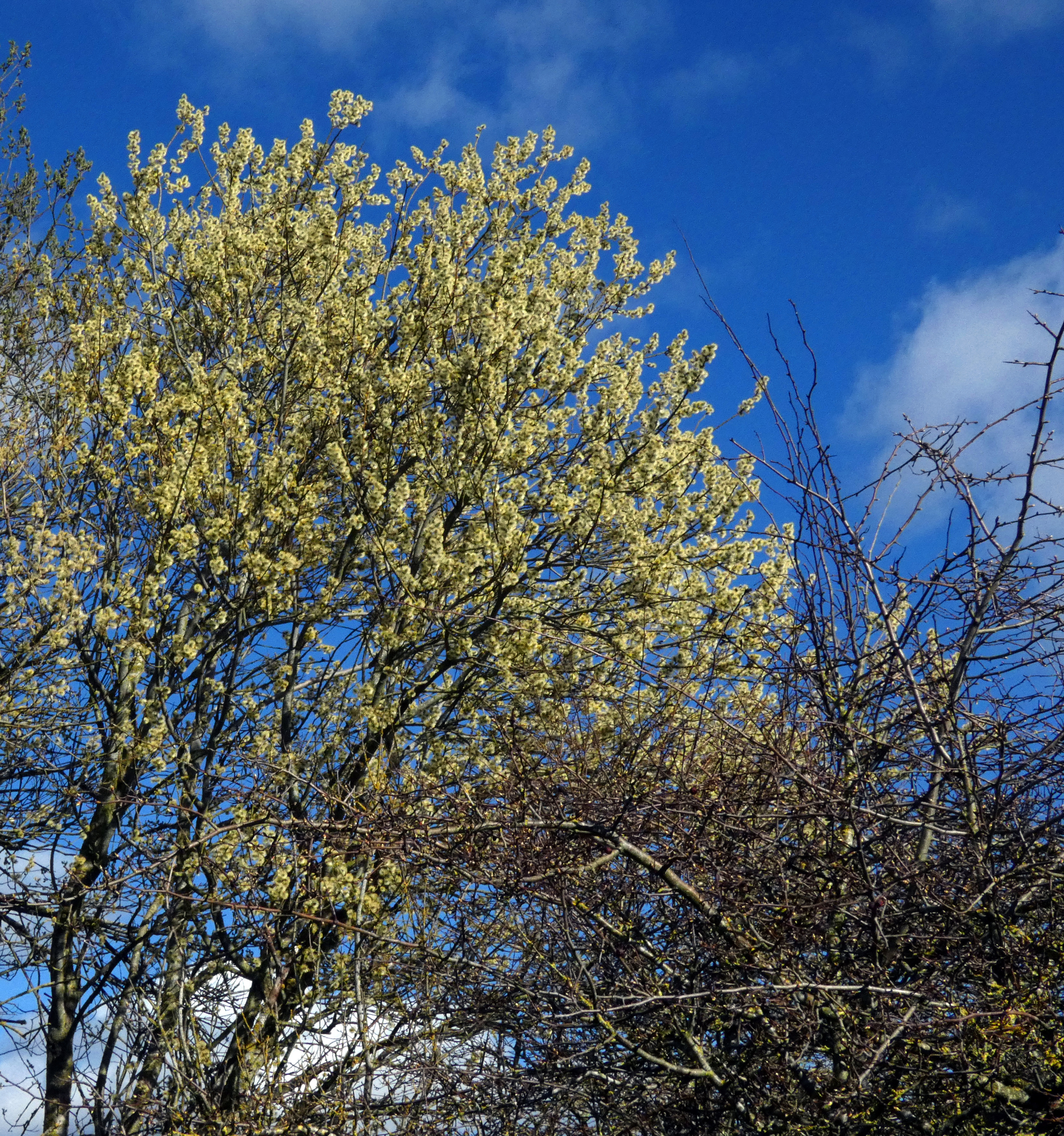 Willow Catkins, Nosterfield, 7th March 2023