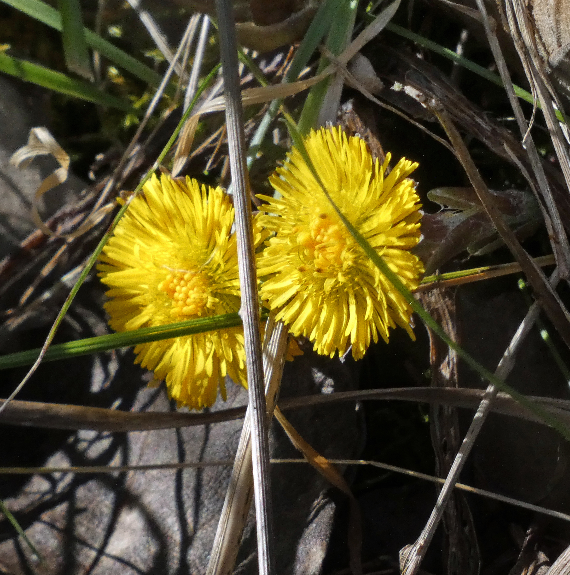 Coltsfoot, Nosterfield, 7th March 2023