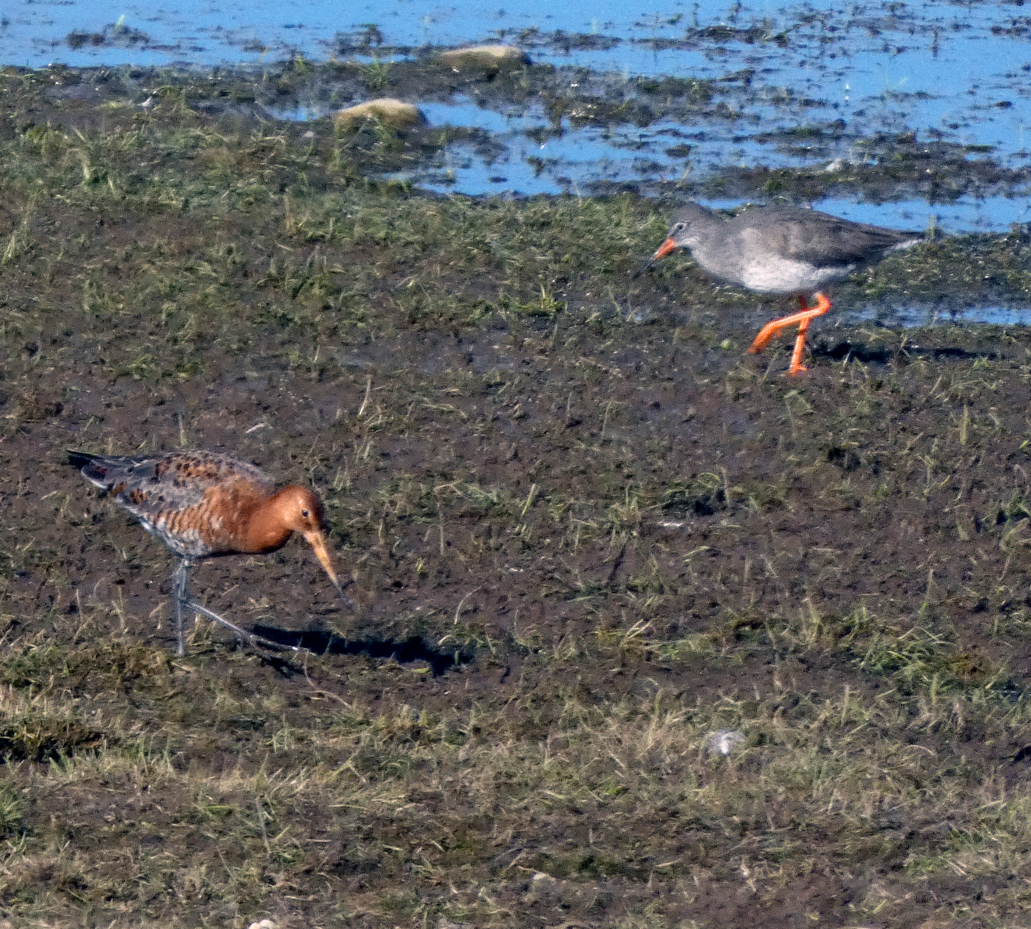 Black-tailed Godwit and Redshank, Nosterfield, 7th March 2023