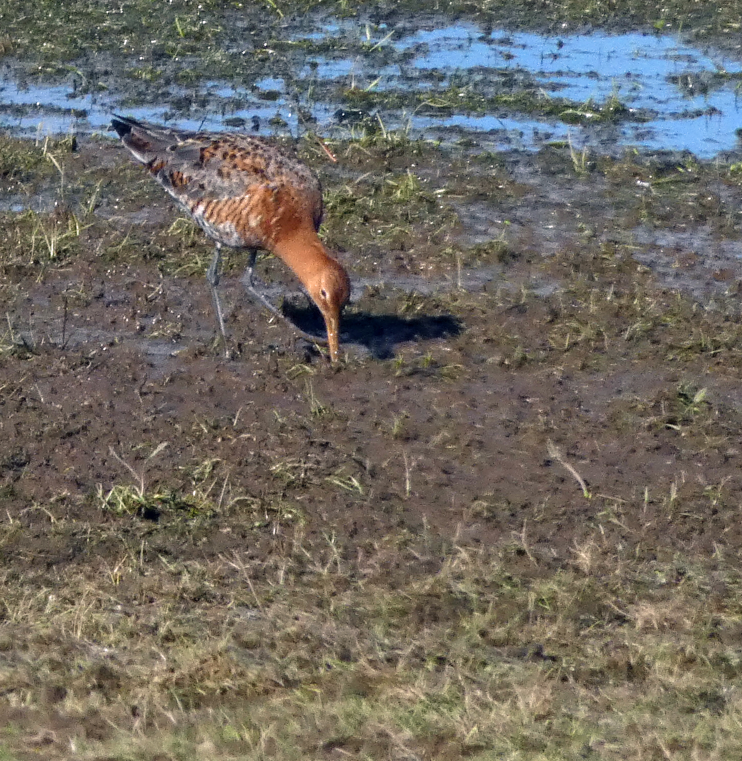 Black-tailed Godwit, Nosterfield, 7th March 2023