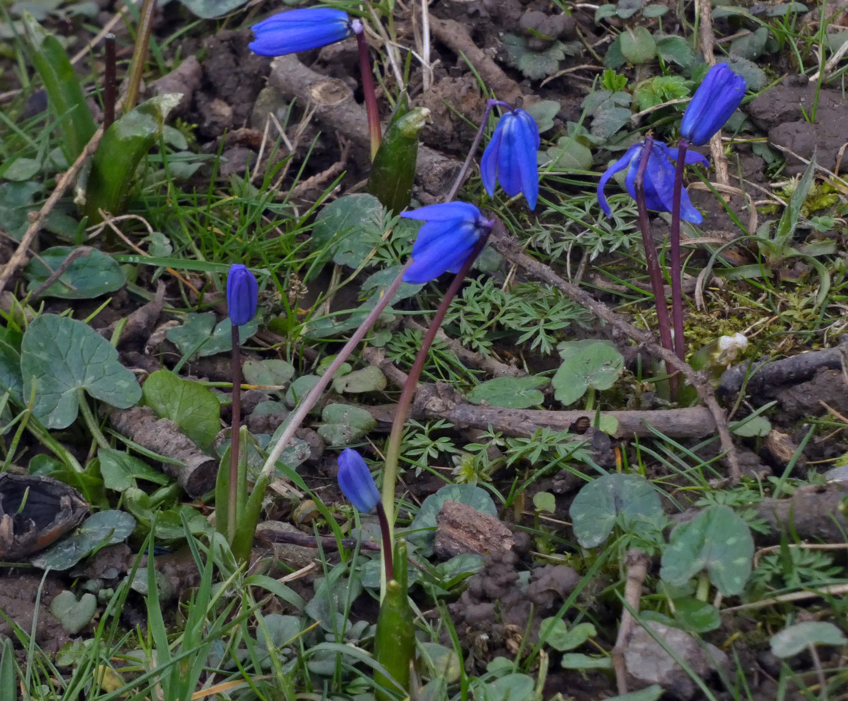 Squill, Ripley Castle, 21st March 2023