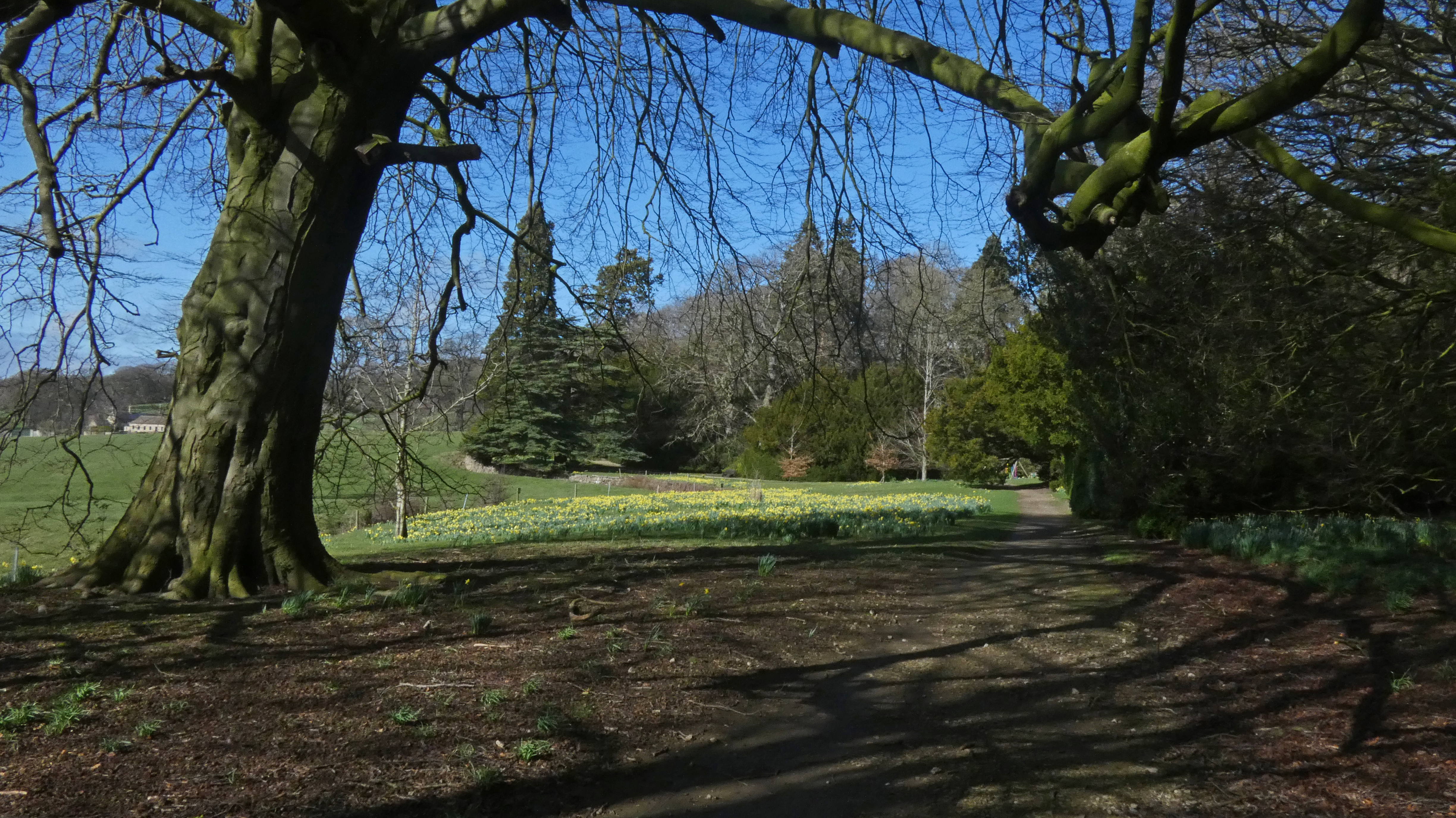 Woodland Path, Ripley Castle, 21st March 2023