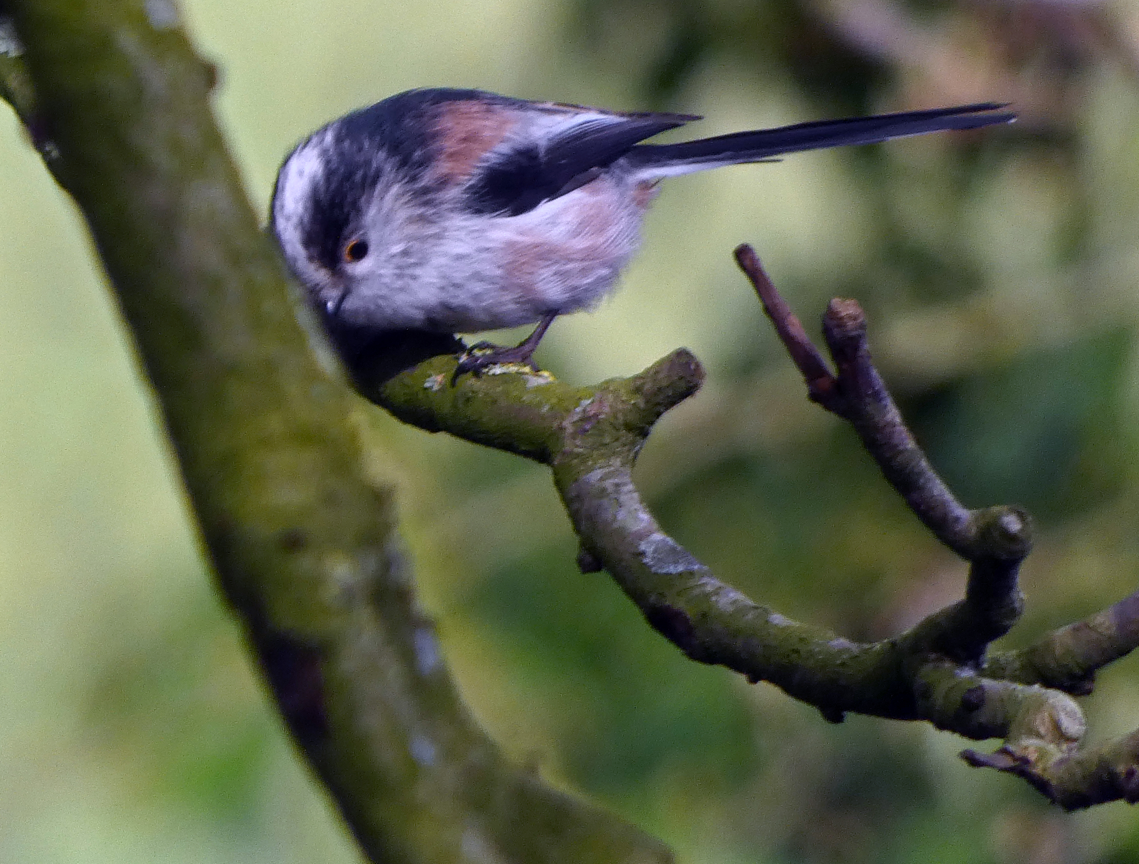 Long-tailed Tit, Ripley Castle, 21st March 2023