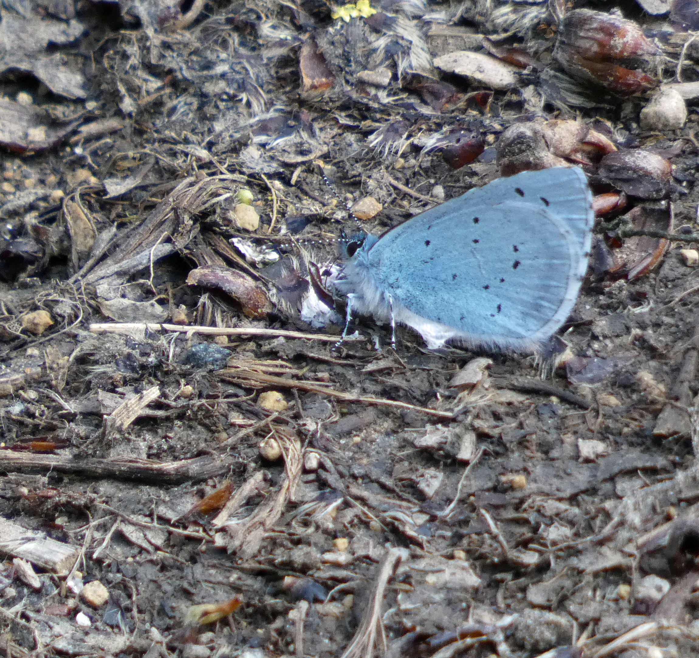 Holly Blue, Staveley Nature Reserve, 18th April 2023