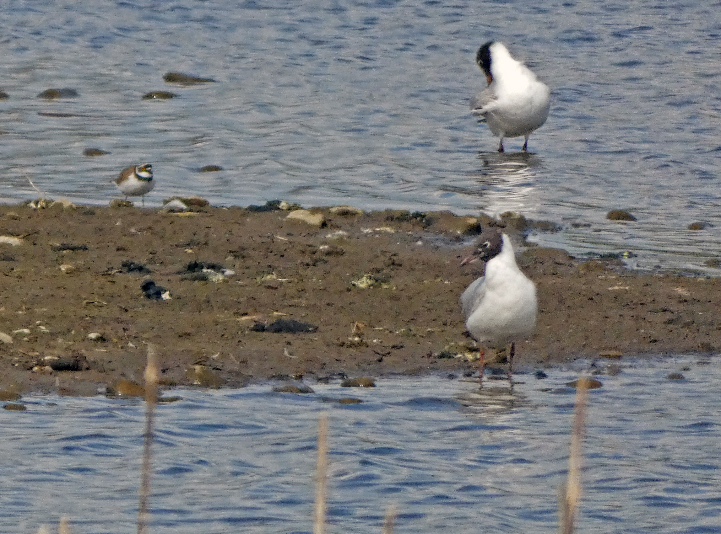 Spot The Little Ringed Plover Near The Gulls, Staveley Nature Reserve, 18th April 2023