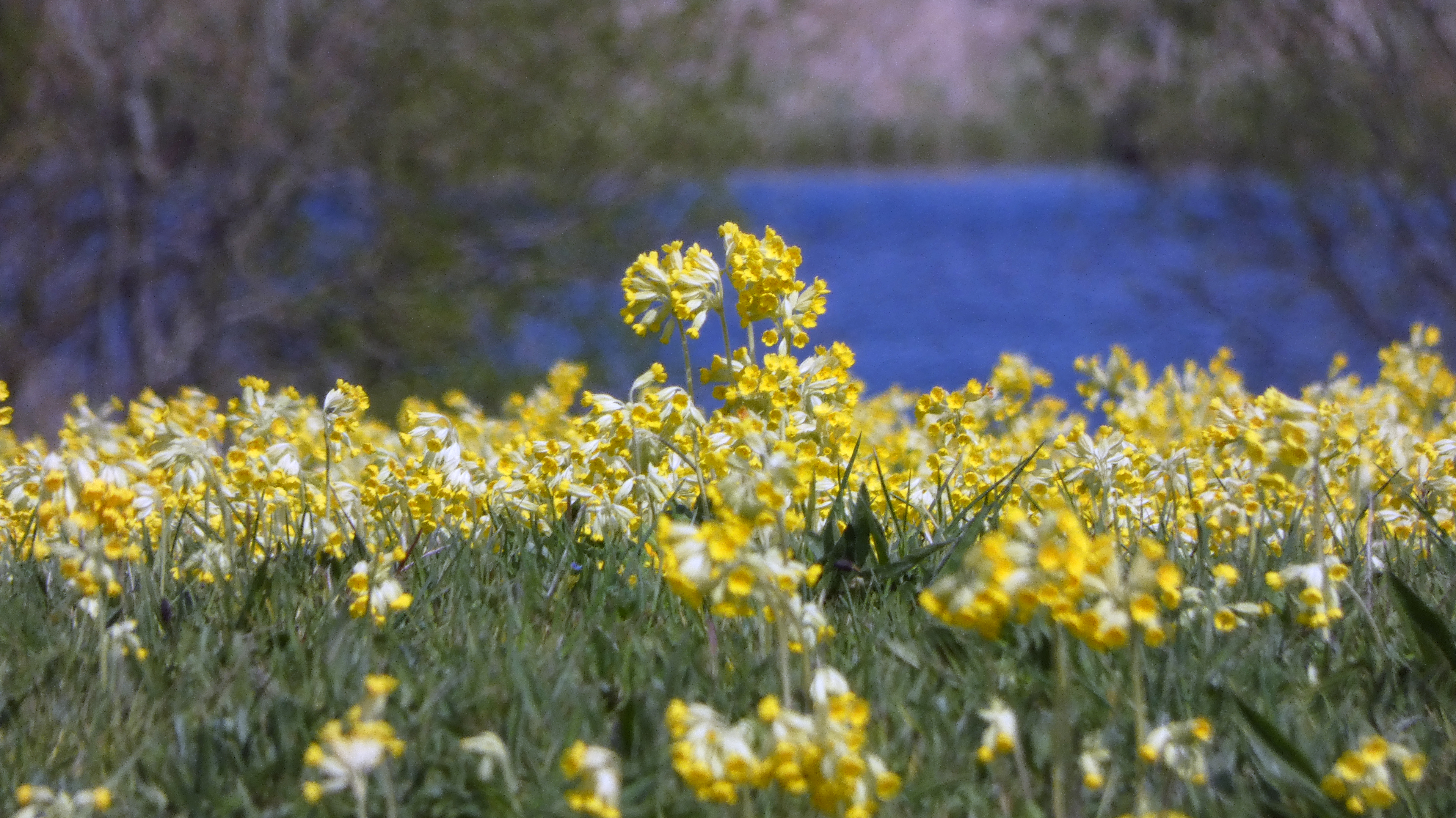 Cowslips, Staveley Nature Reserve, 18th April 2023