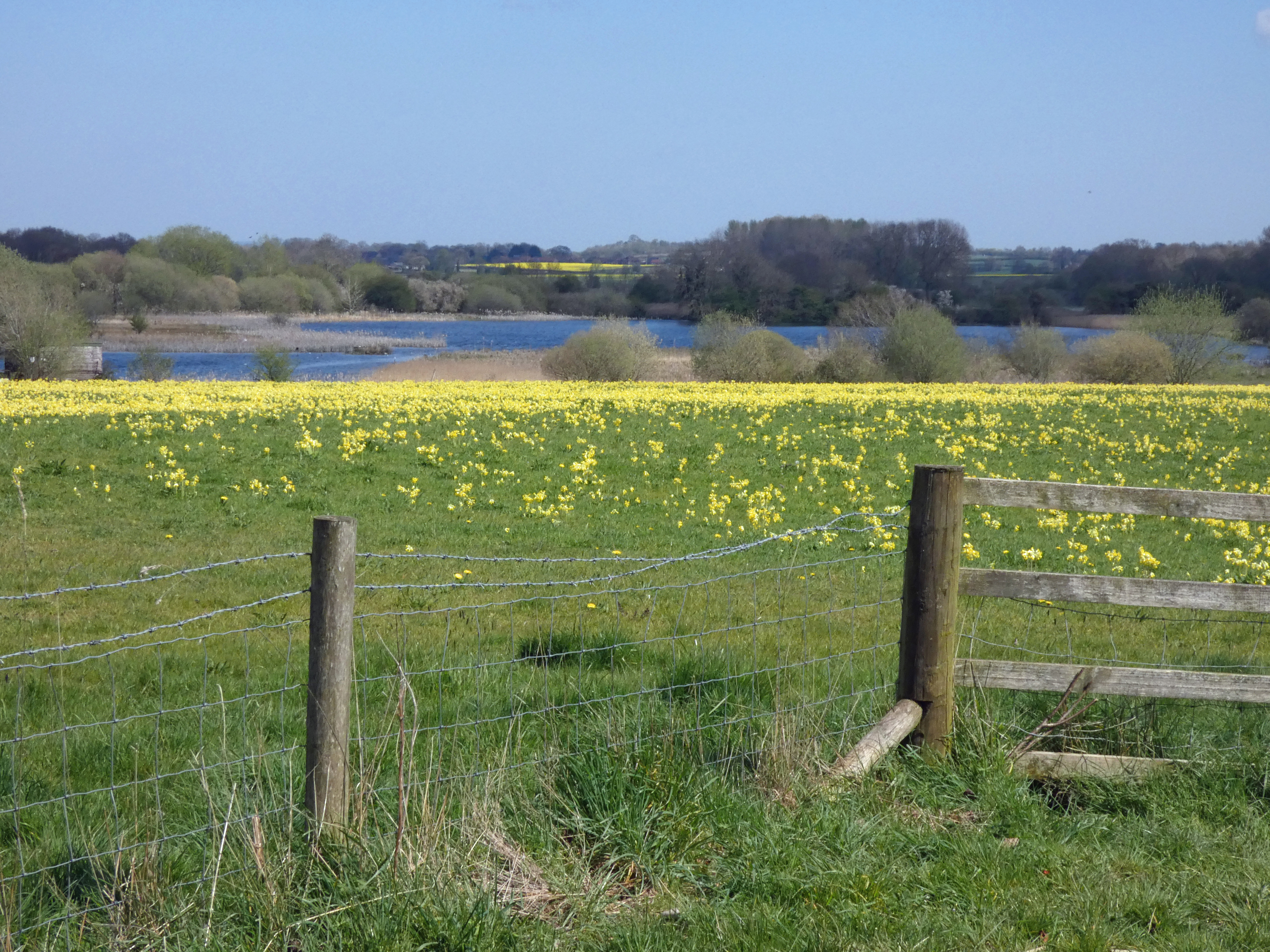View Of Cowslips and The Lagoon, Staveley Nature Reserve, 18th April 2023