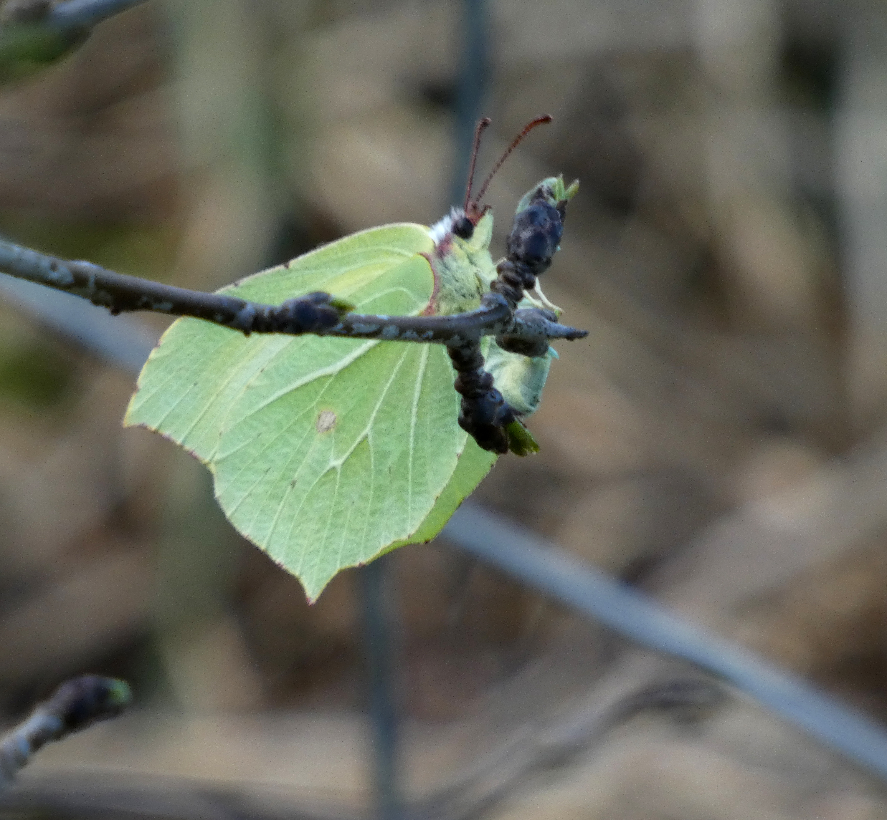 Brimstone Butterfly, Staveley Nature Reserve, 18th April 2023