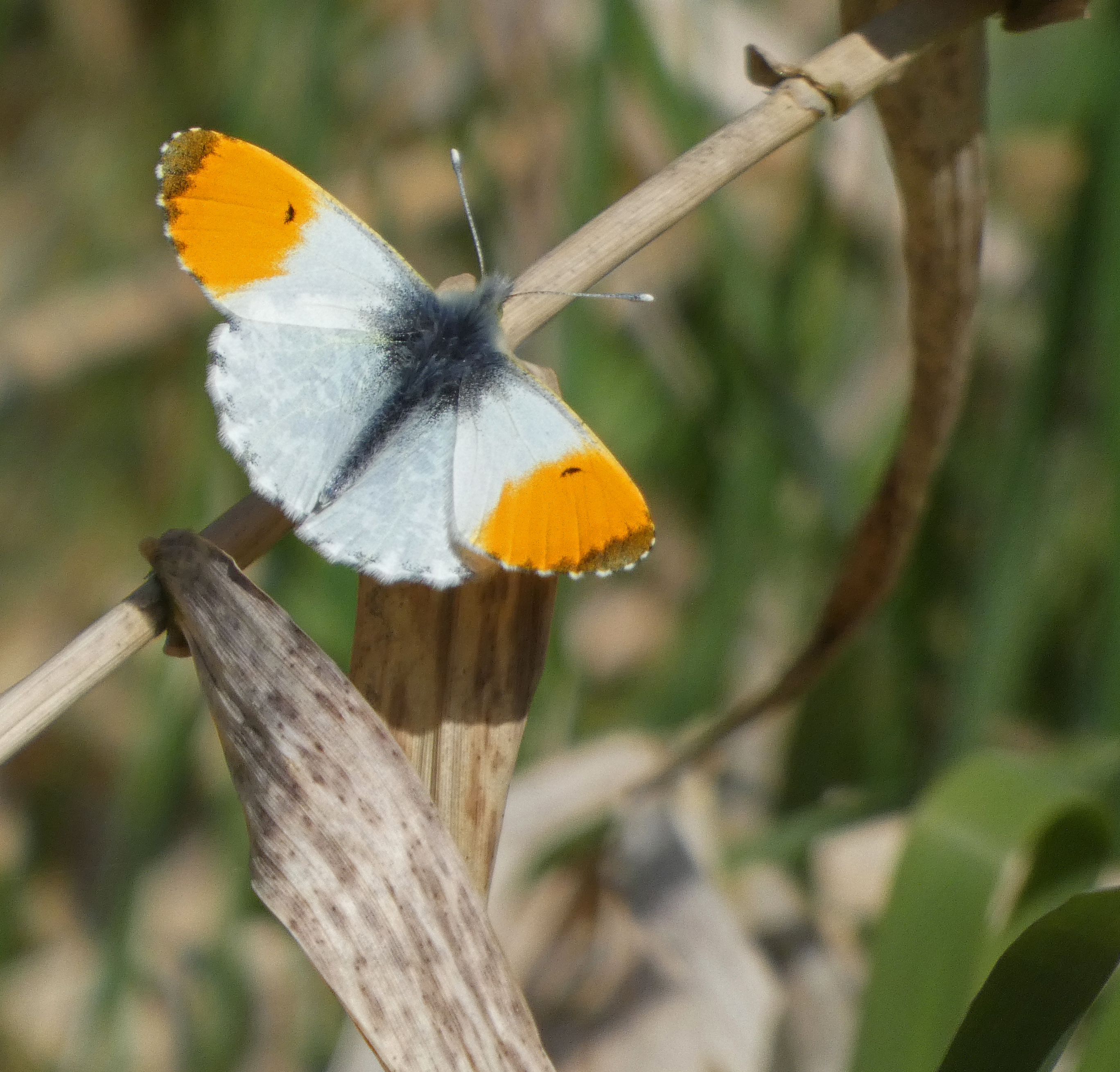 Orange-tip Butterfly, Staveley Nature Reserve, 18th April 2023