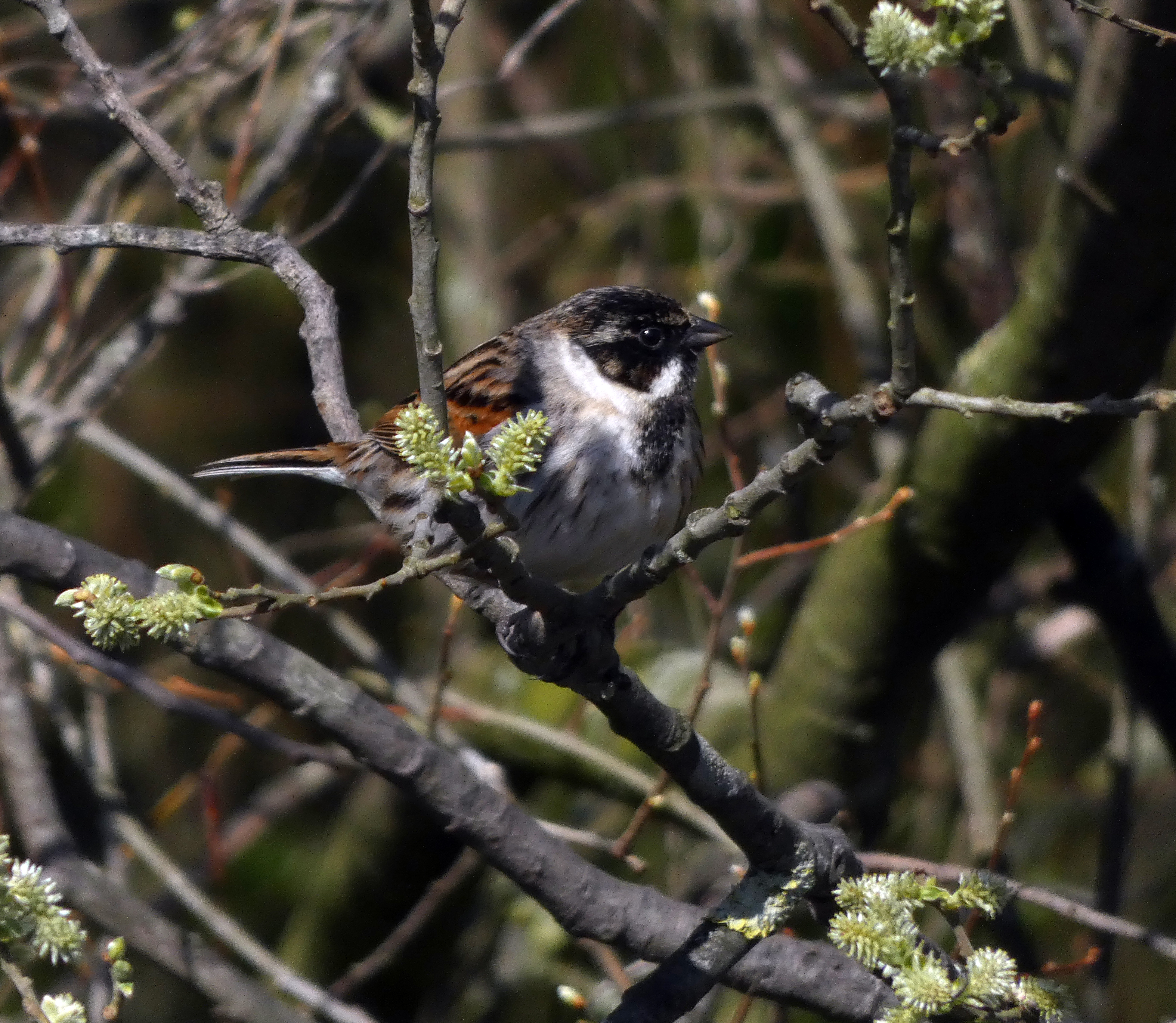 Reed Bunting, Staveley Nature Reserve, 18th April 2023