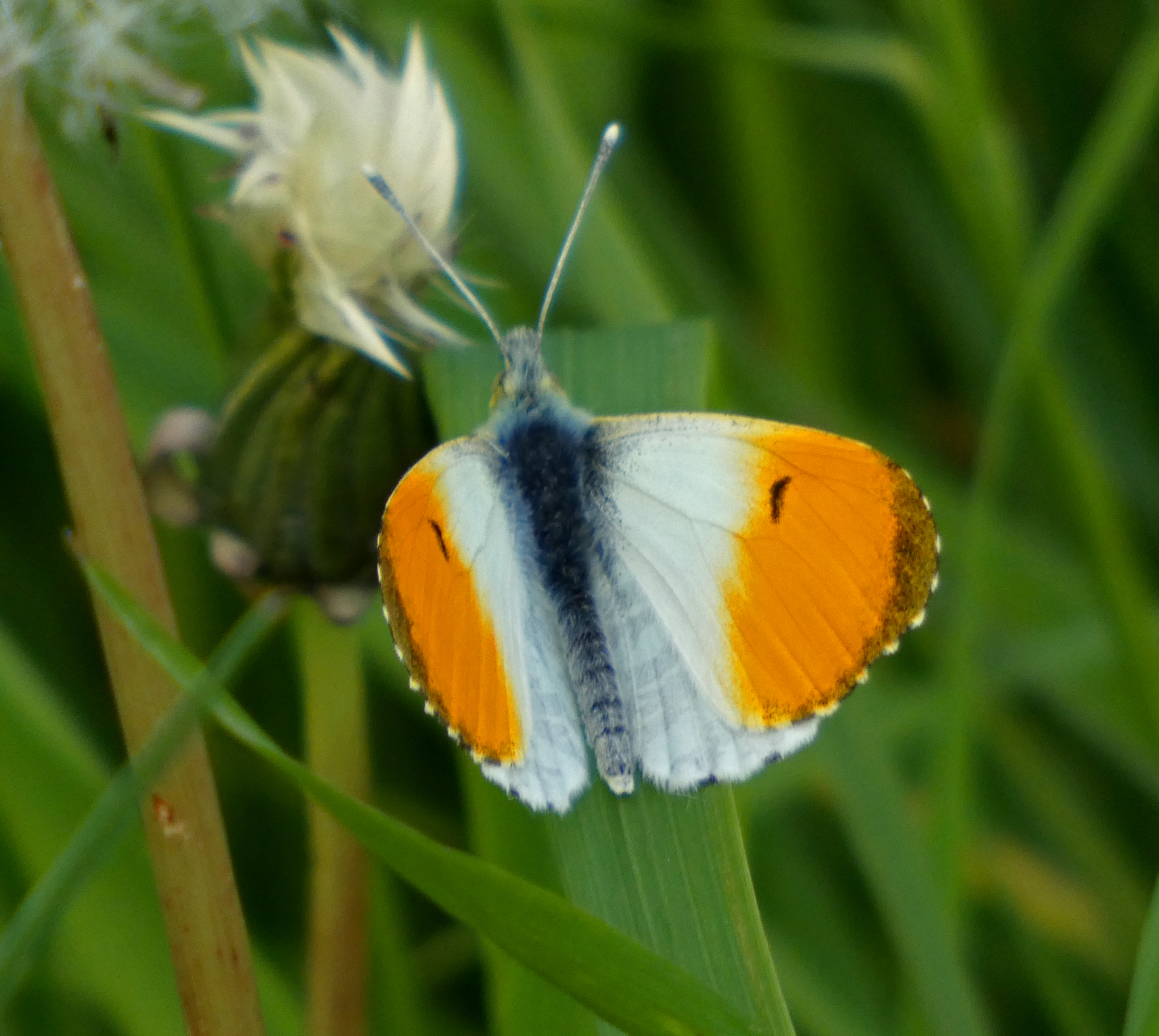 Orange-tip Butterfly, Brockadale, 9th May 2023