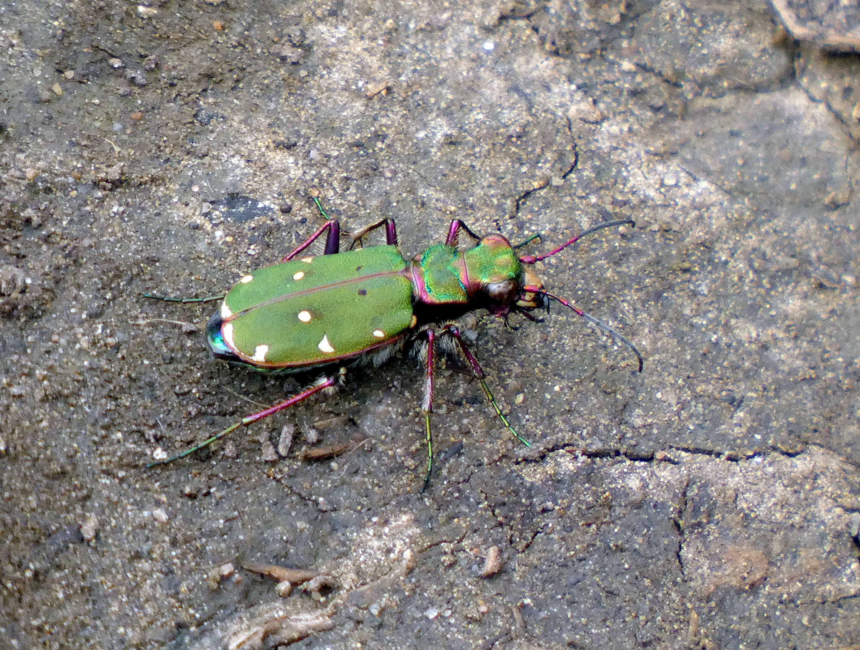 Green Tiger Beetle, Brockadale, 9th May 2023