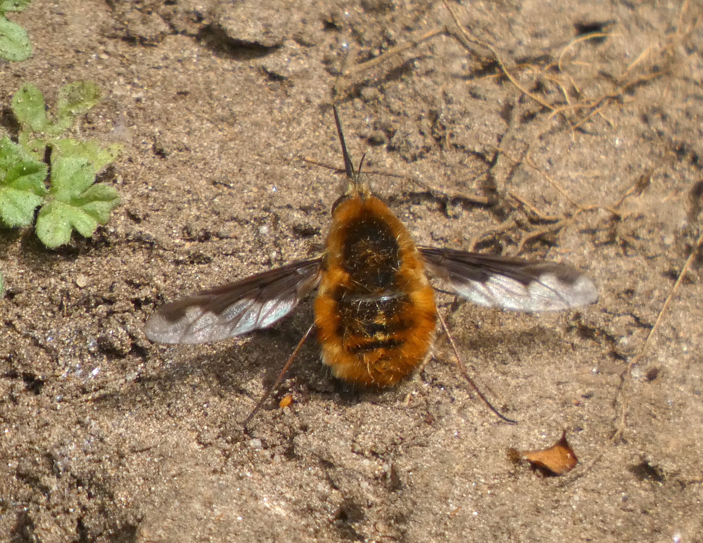 Dark-edged Bee-fly, Brockadale, 9th May 2023