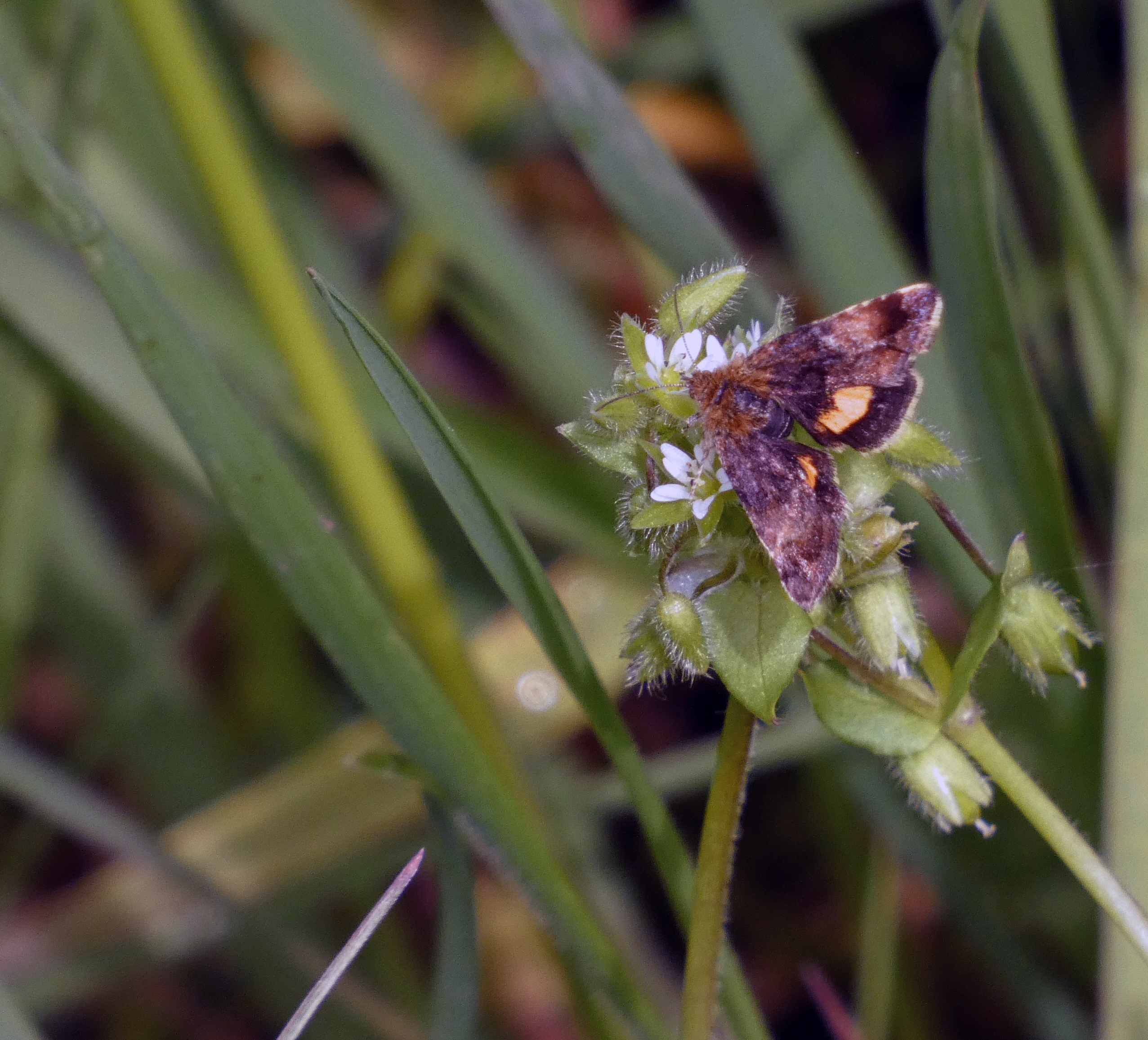 Small Yellow Underwing, Brockadale, 9th May 2023