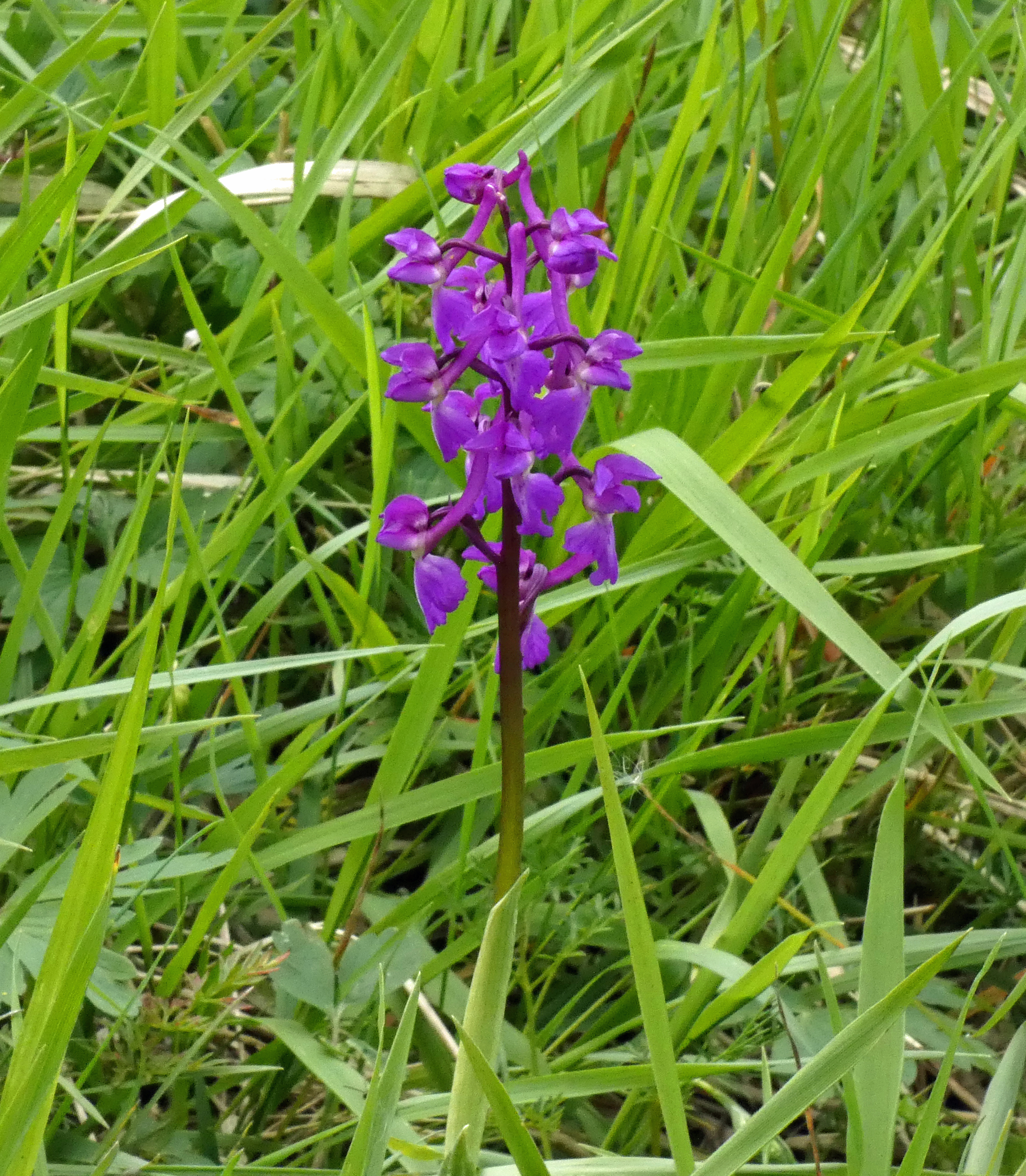 Early Purple Orchid, Brockadale, 9th May 2023