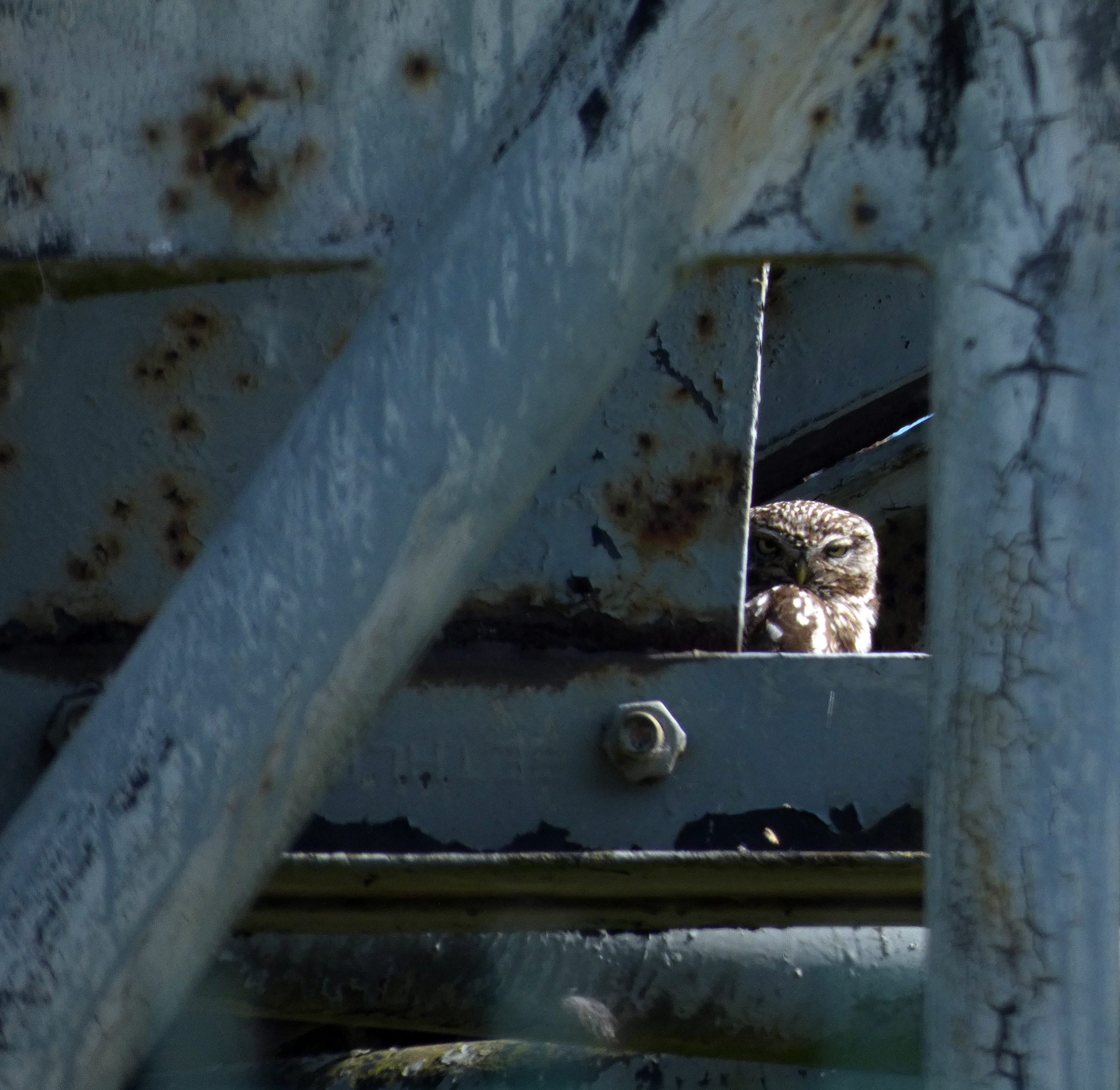Little Owl, St Aidan's RSPB, 23rd May 2023